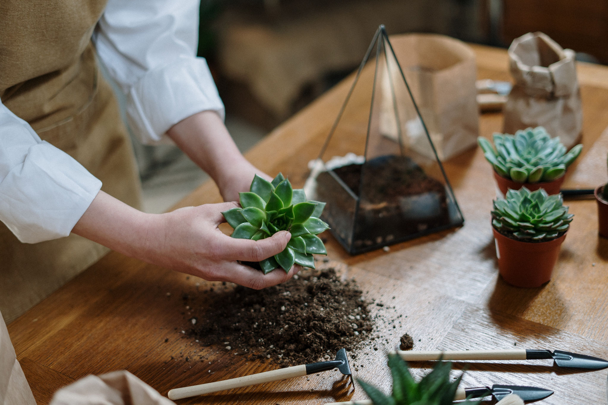 activité terrarium DIY en entreprise pour découvrir l’art du jardin miniature