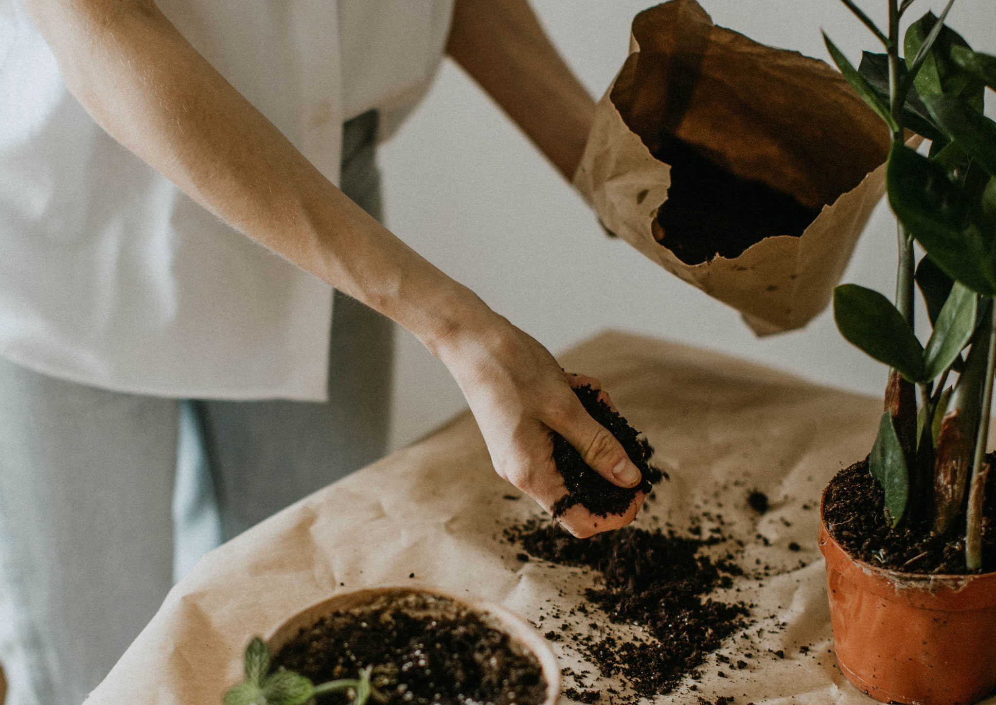 atelier créatif kokedama en entreprise pour fabriquer une plante décorative naturelle