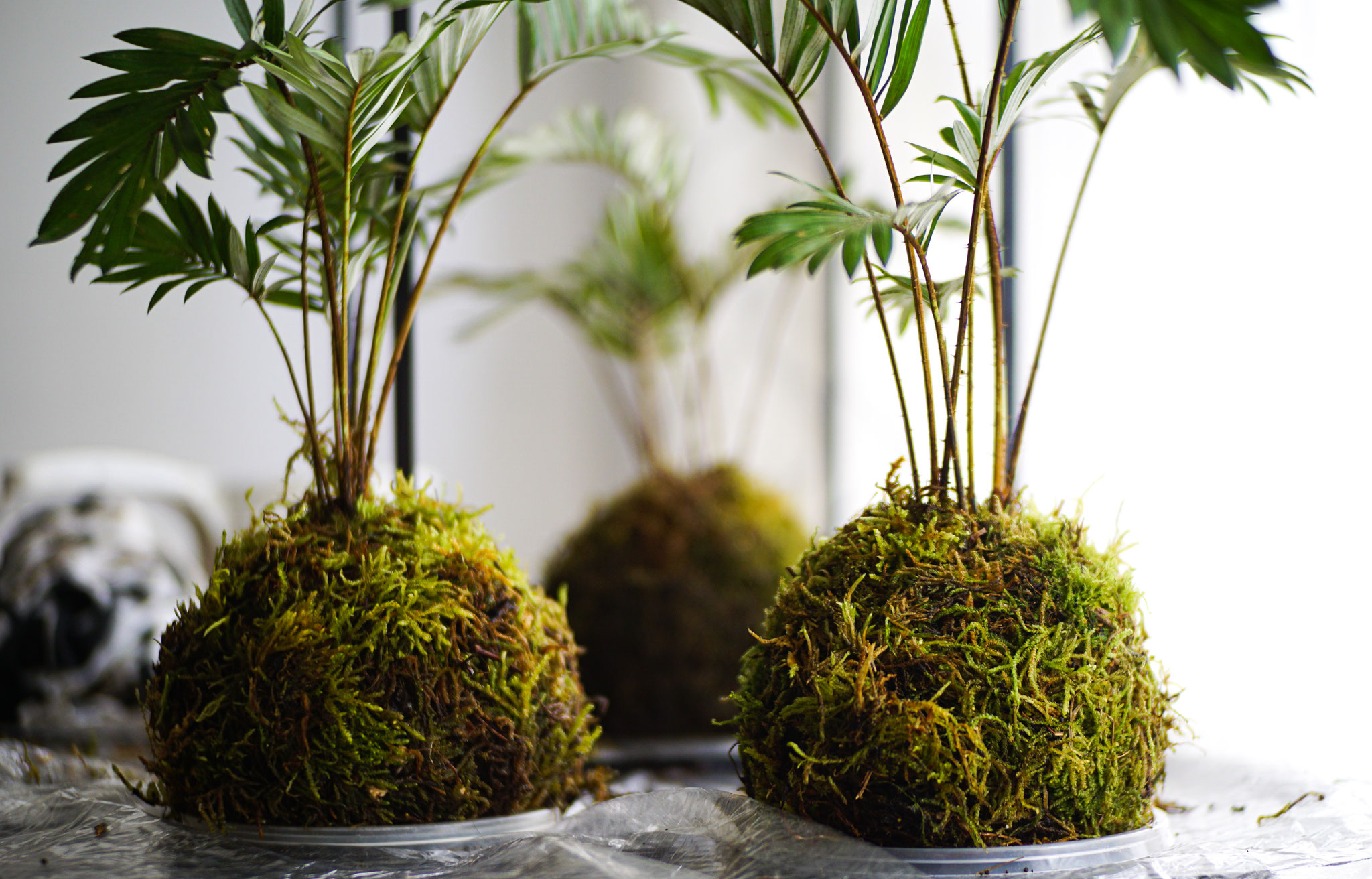 activité kokedama DIY en entreprise pour découvrir l’art végétal japonais