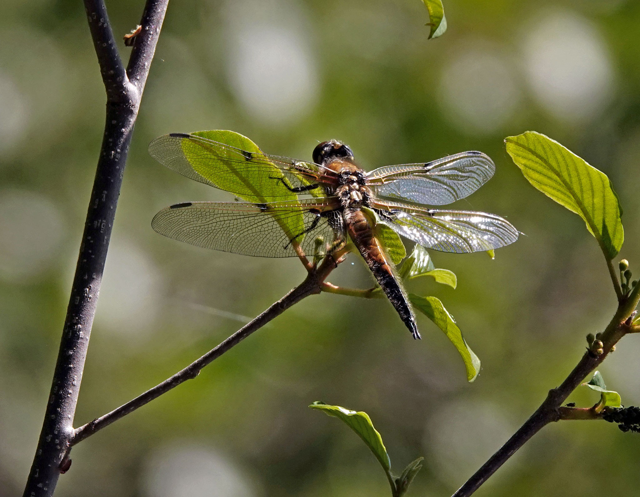 Libellula quadrimaculata (libellule à quatre taches) Photo D. Thomas