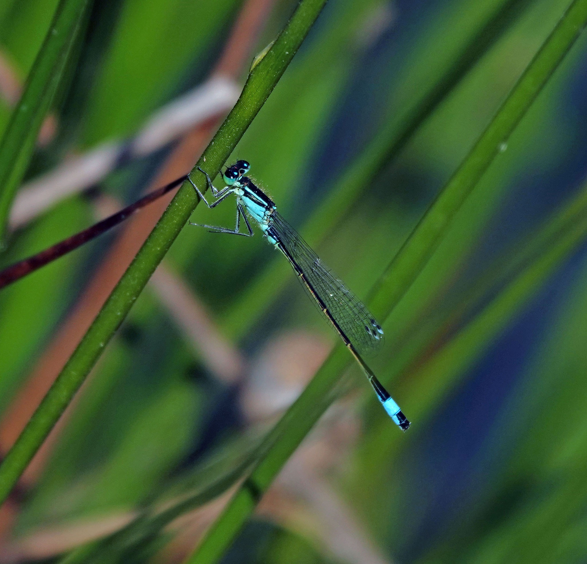 Ischnura elegans (Ischnure élégante) Photo D.Thomas