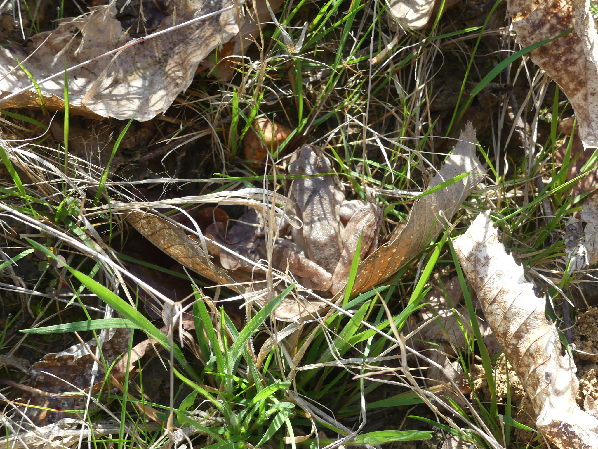 Grenouille agile
