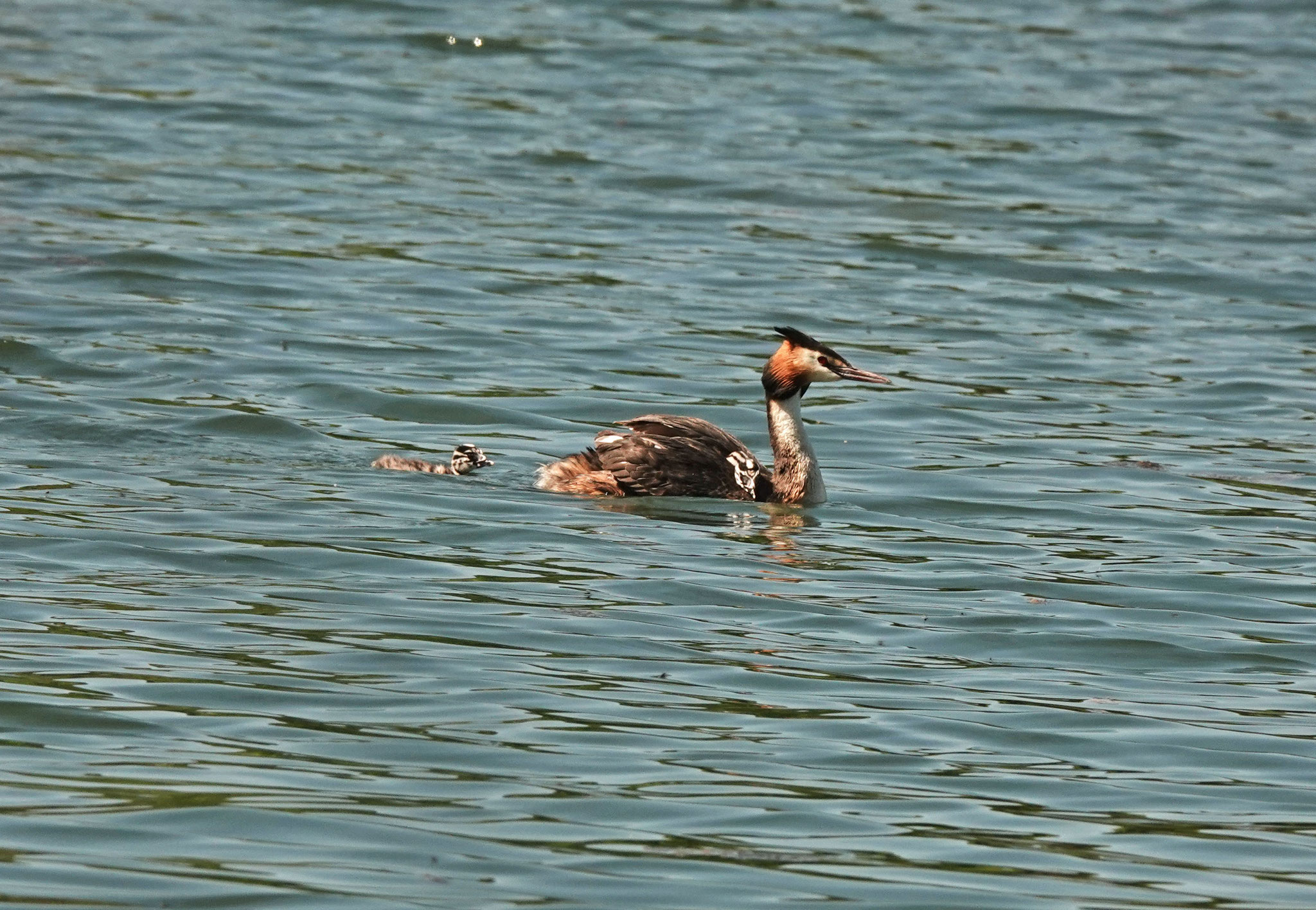 Grèbe huppé et son petit (photo D.Thomas)