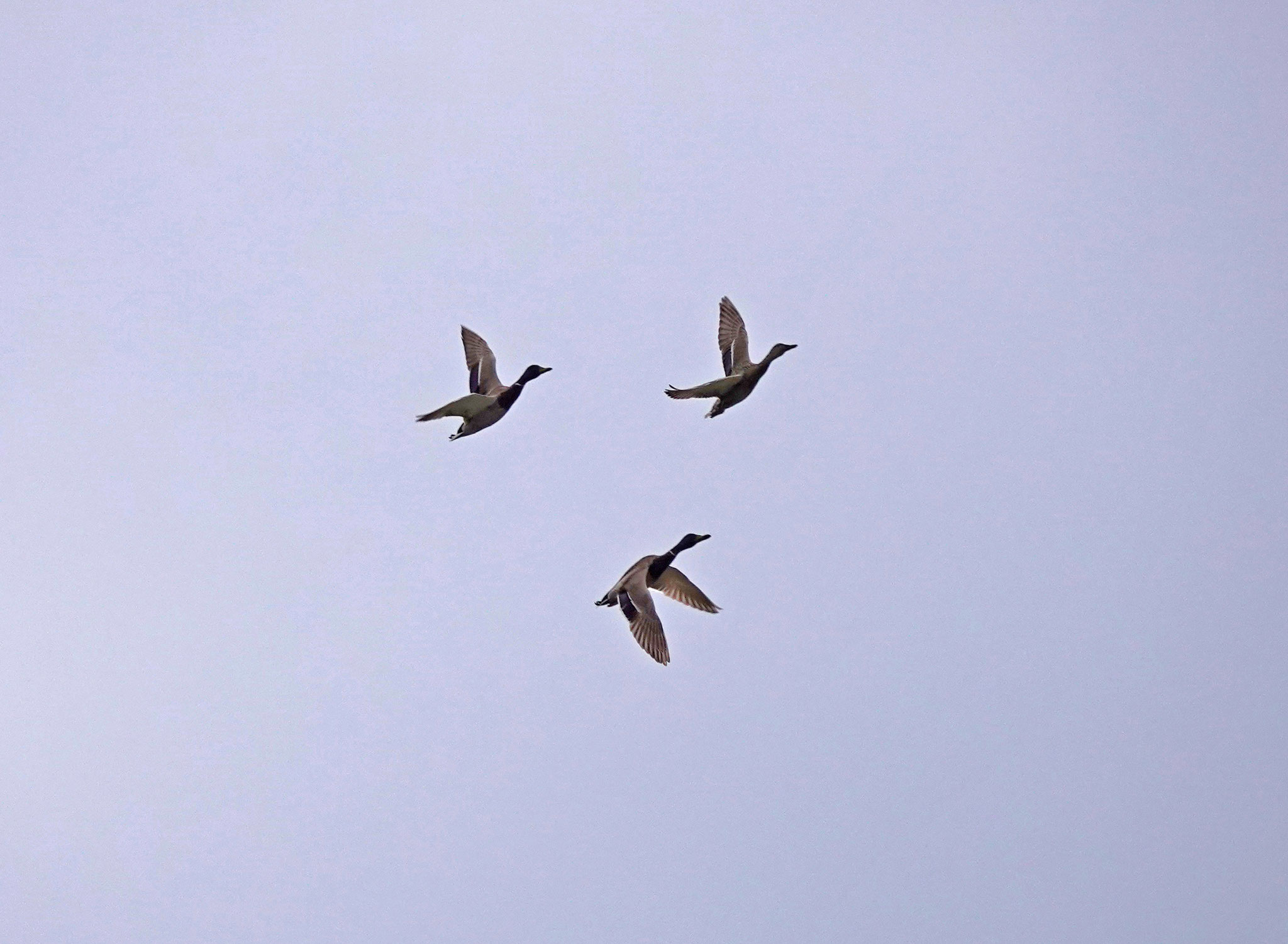 Vol de canards colverts (photo Dominique Thomas)