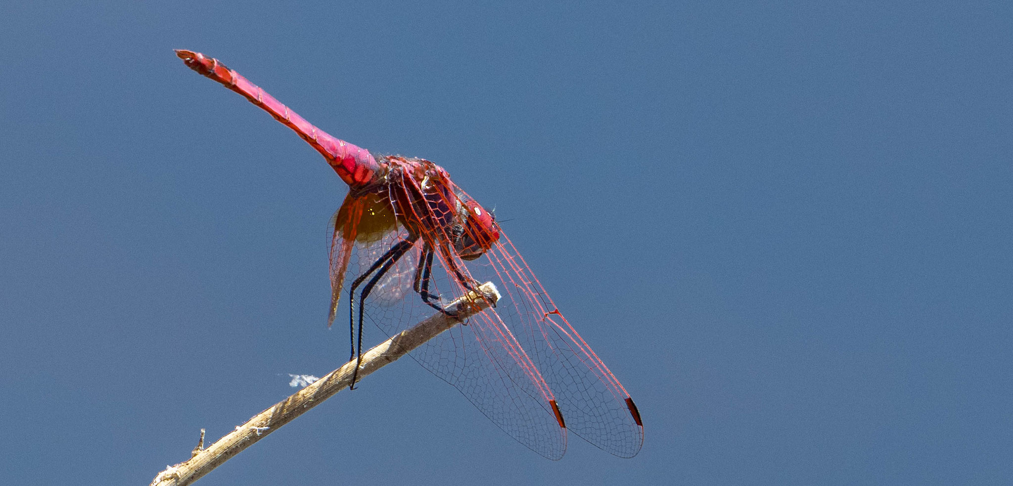 Trithemis annulata (photo Jean Deschâtres)