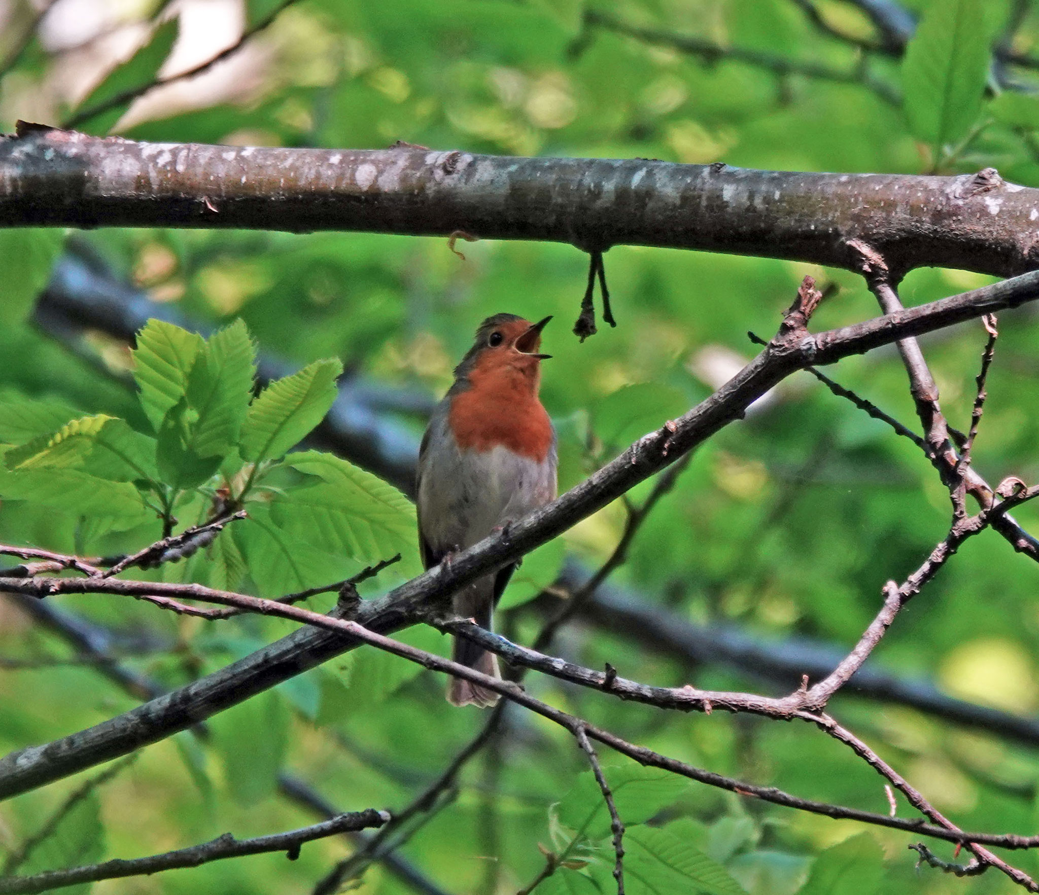 Rouge-gorge en plein chant (Photo D.Thomas)