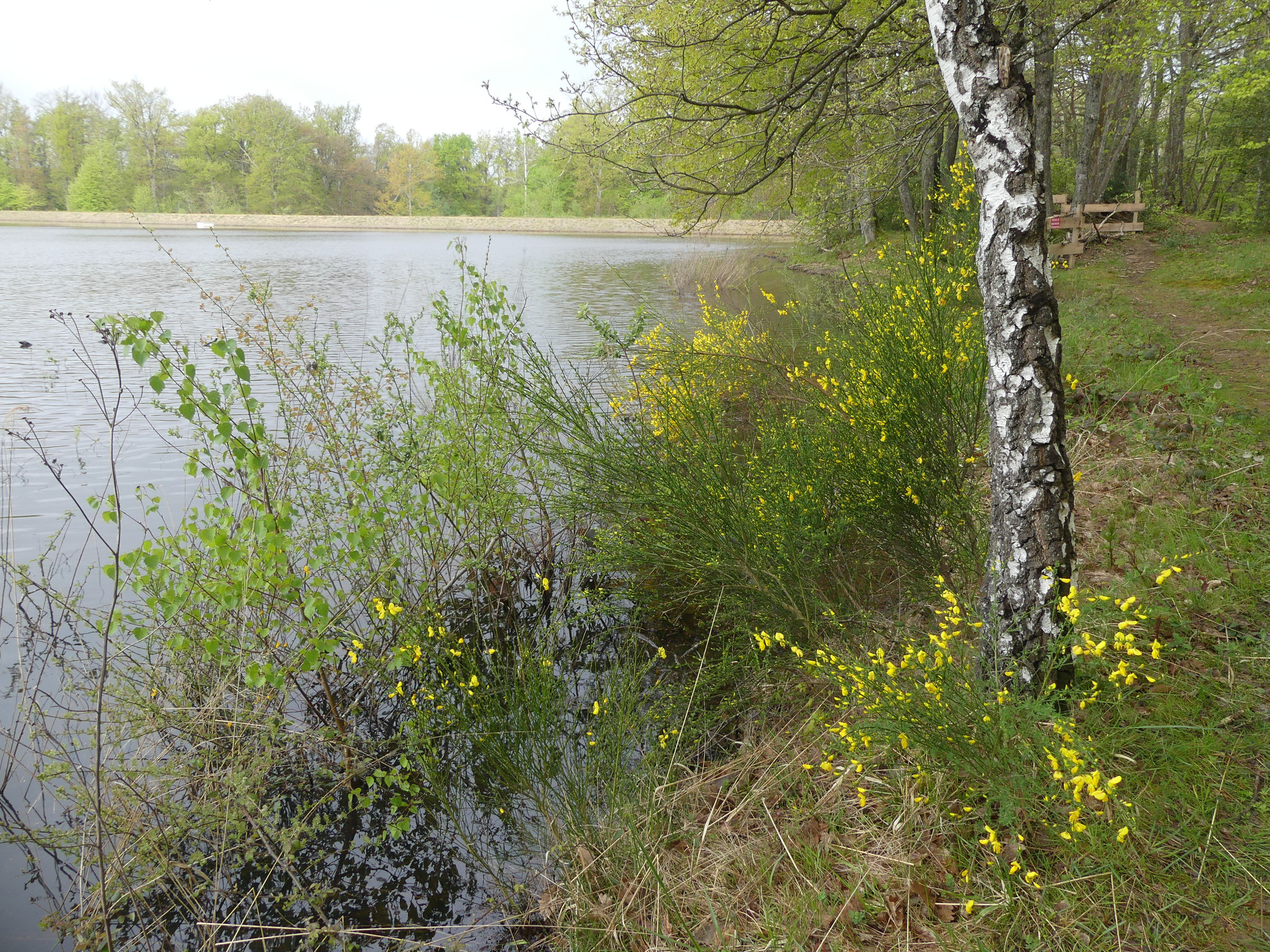 Floraison des genêts au bord du Grand Albert