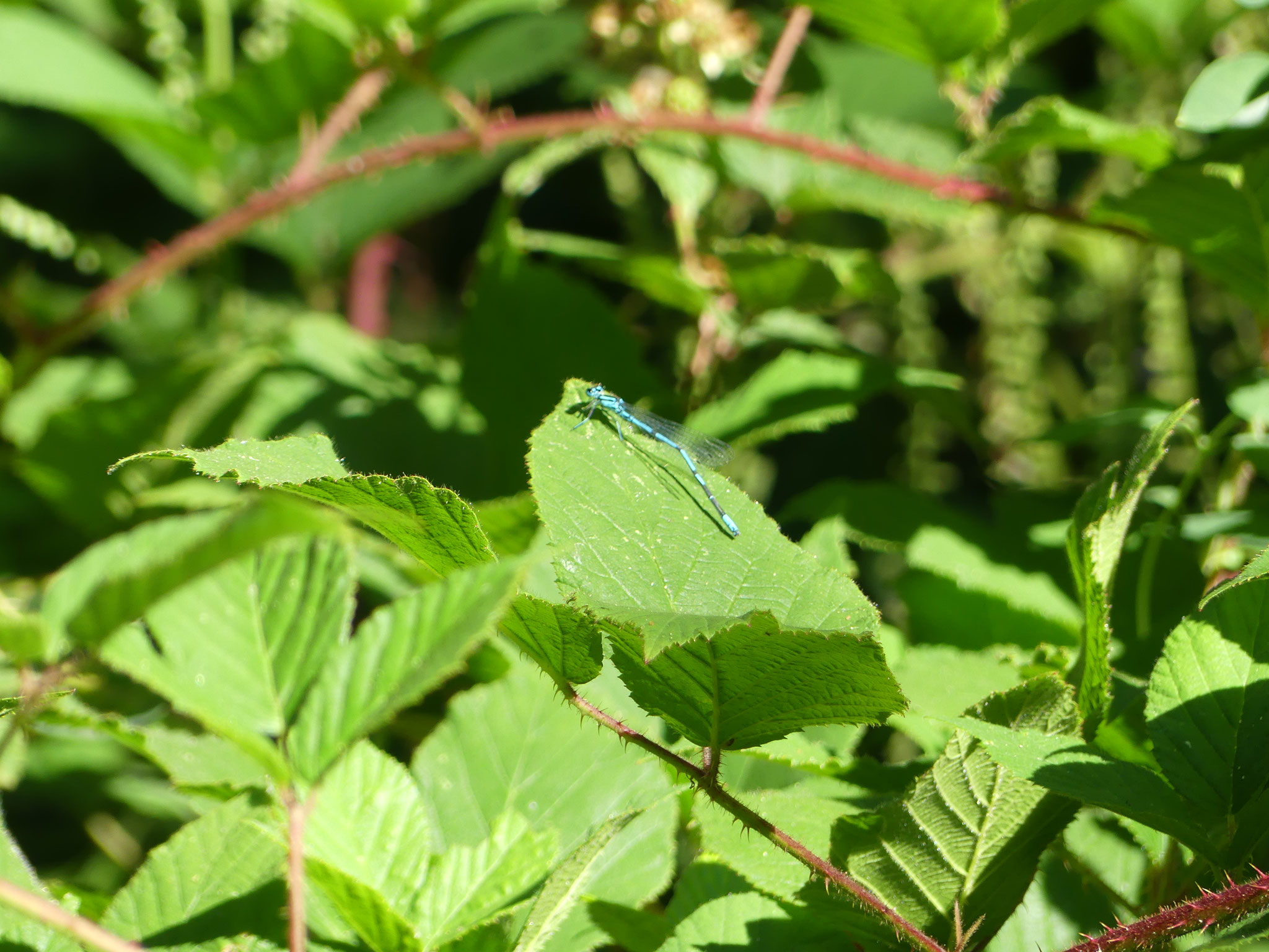 Coenagrion puella mâle