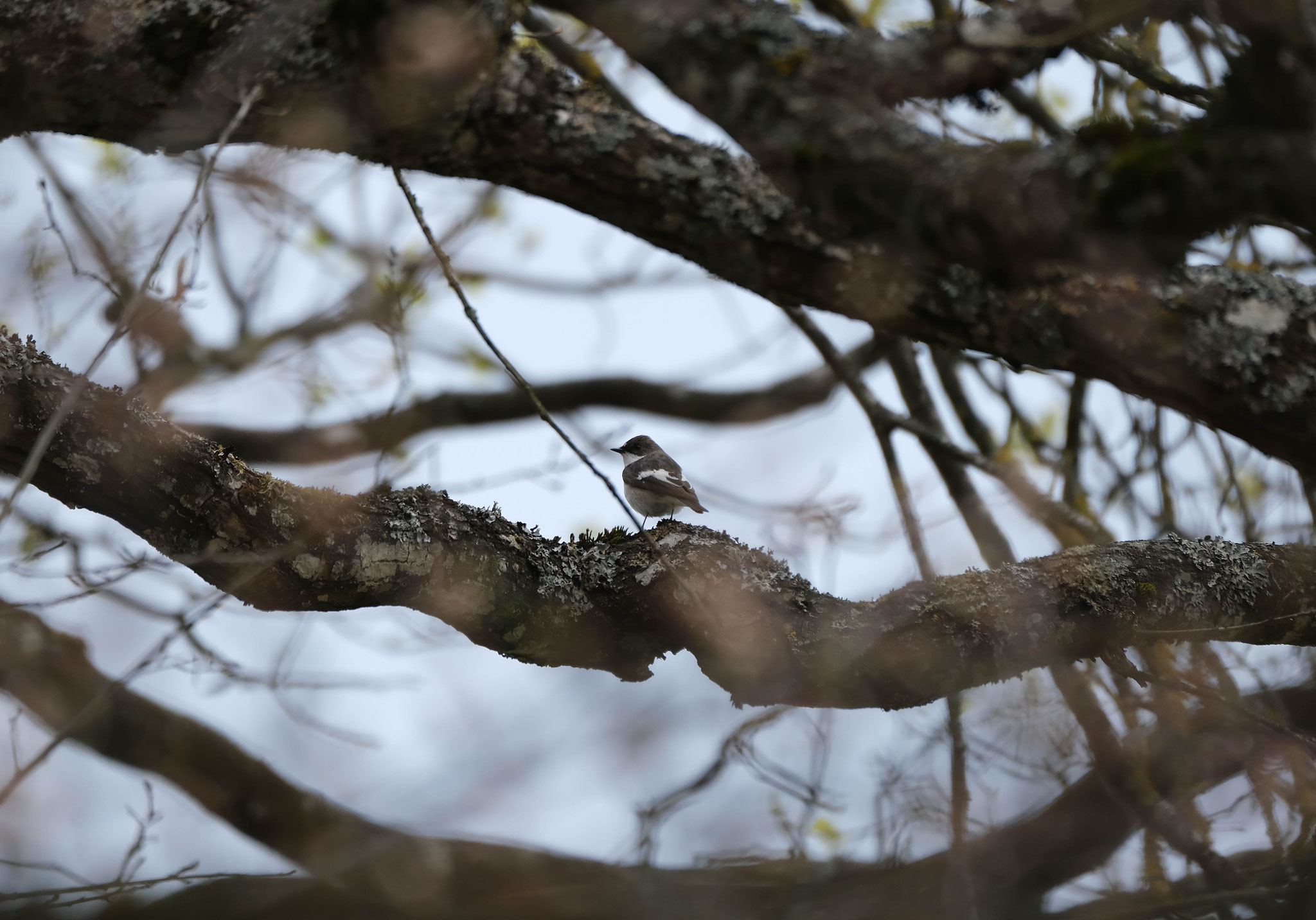 Gobe-Mouche noir (photo Amélie Gibrat)