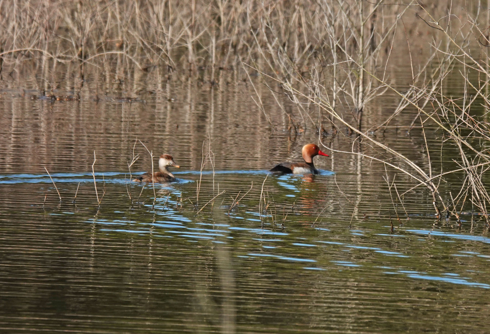 Couple de Nette Rousse (photo D. Thomas)