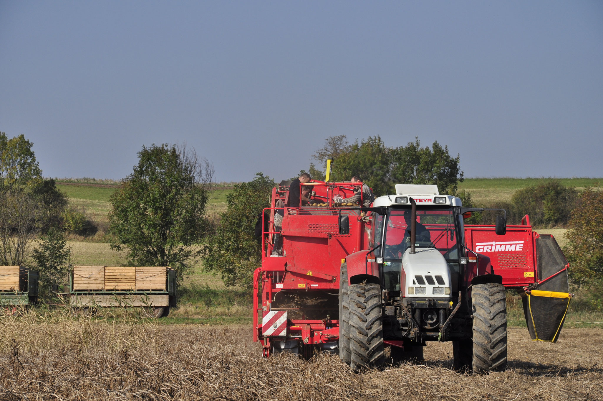 Erdäpfelernte