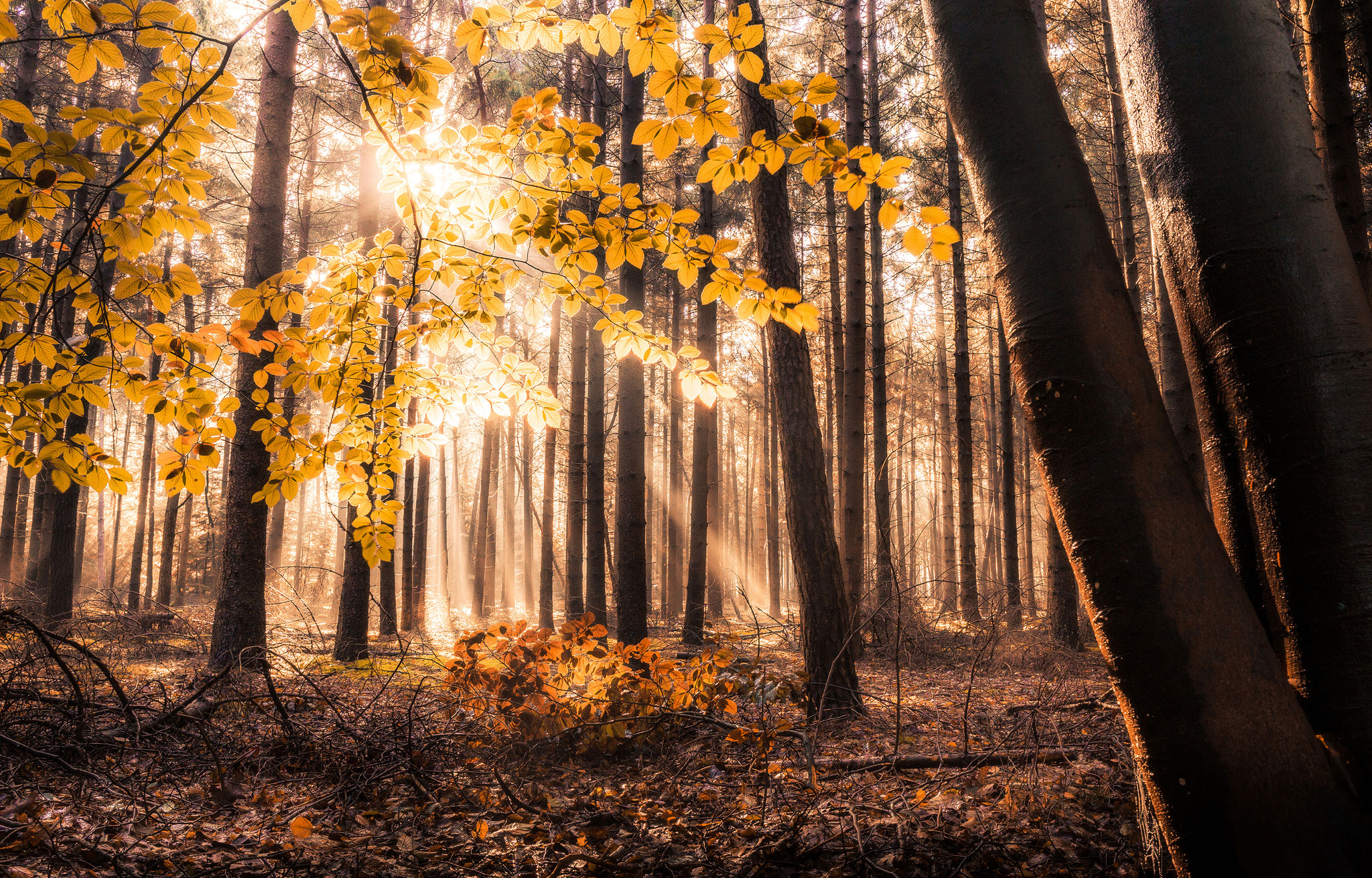 Dutch national park Sallandse heuvelrug, Martijn van Steenbergen, © 2018