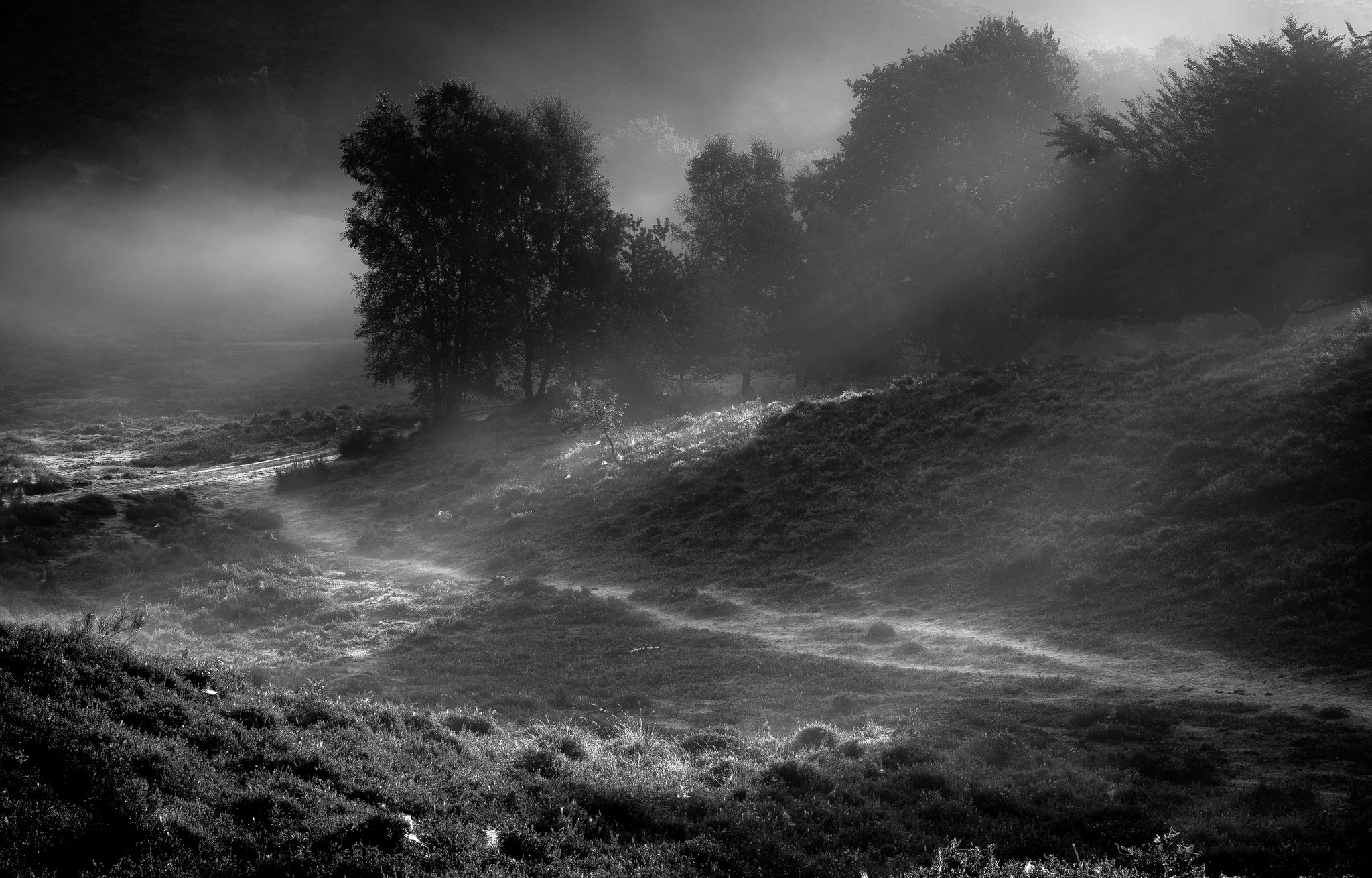 Dutch national park Veluwezoom, Martijn van Steenbergen, © 2018