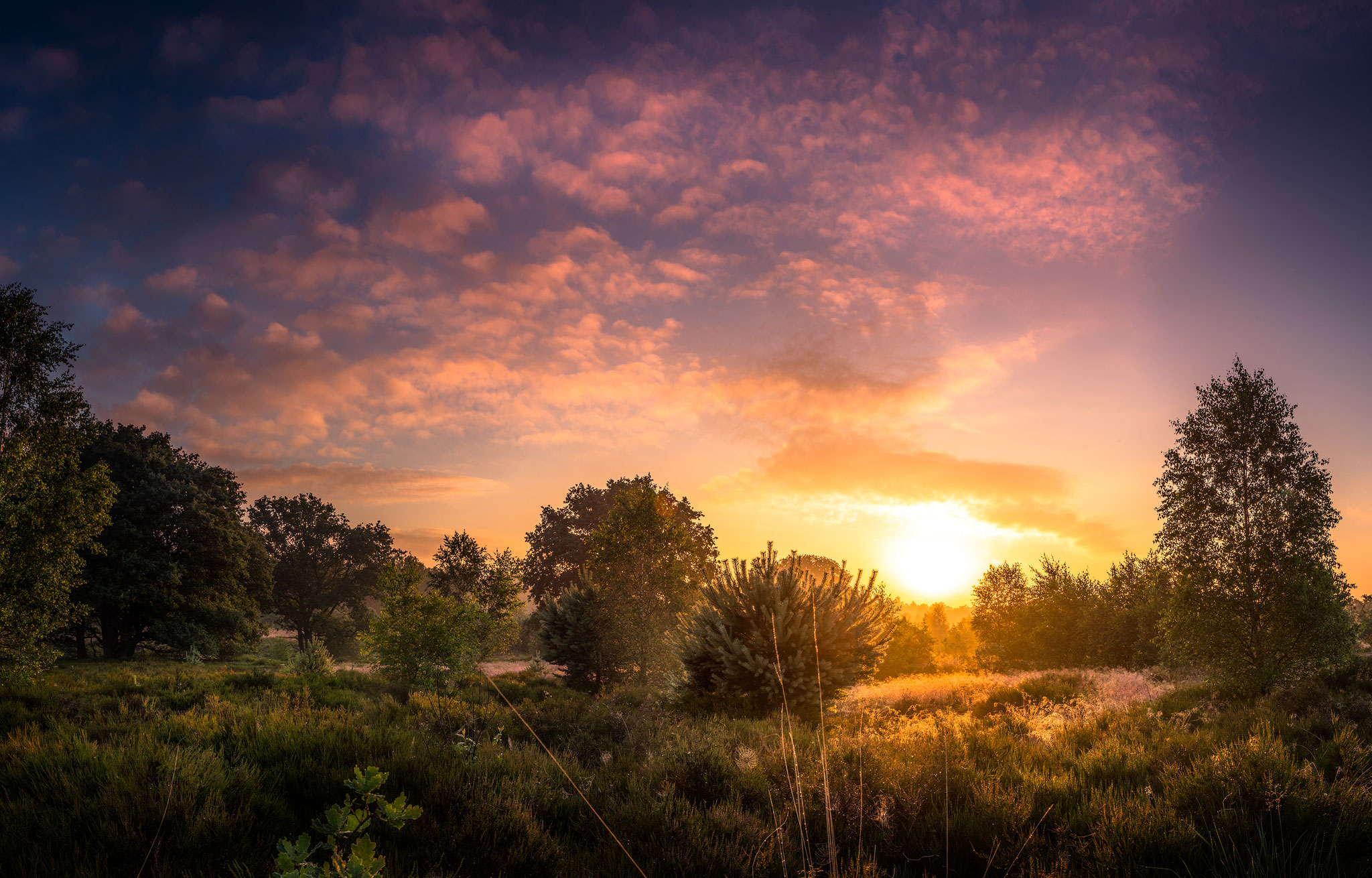 Dutch national park Sallandse heuvelrug, Martijn van Steenbergen, © 2018