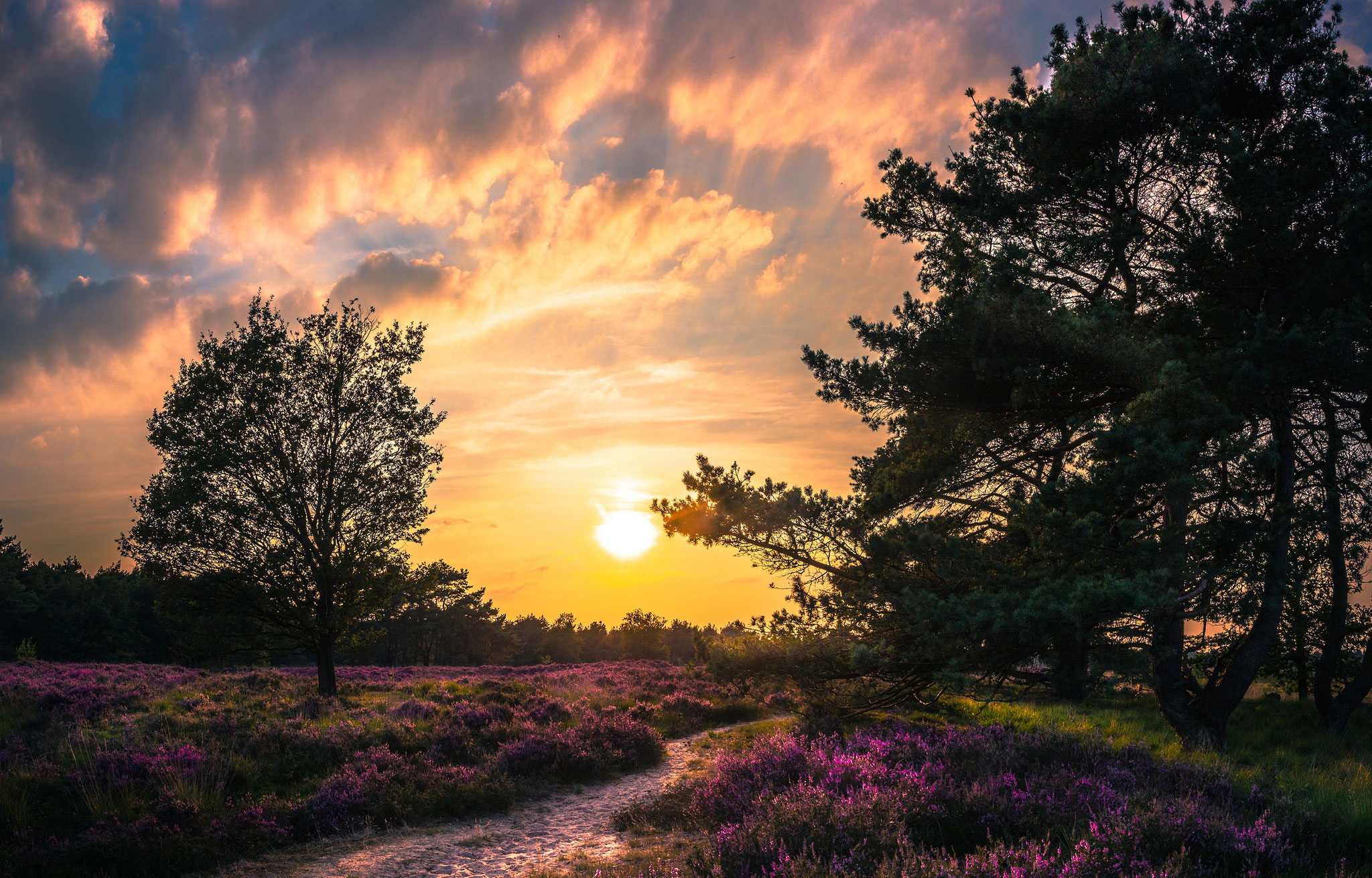 Dutch national park Sallandse heuvelrug, Martijn van Steenbergen, © 2018