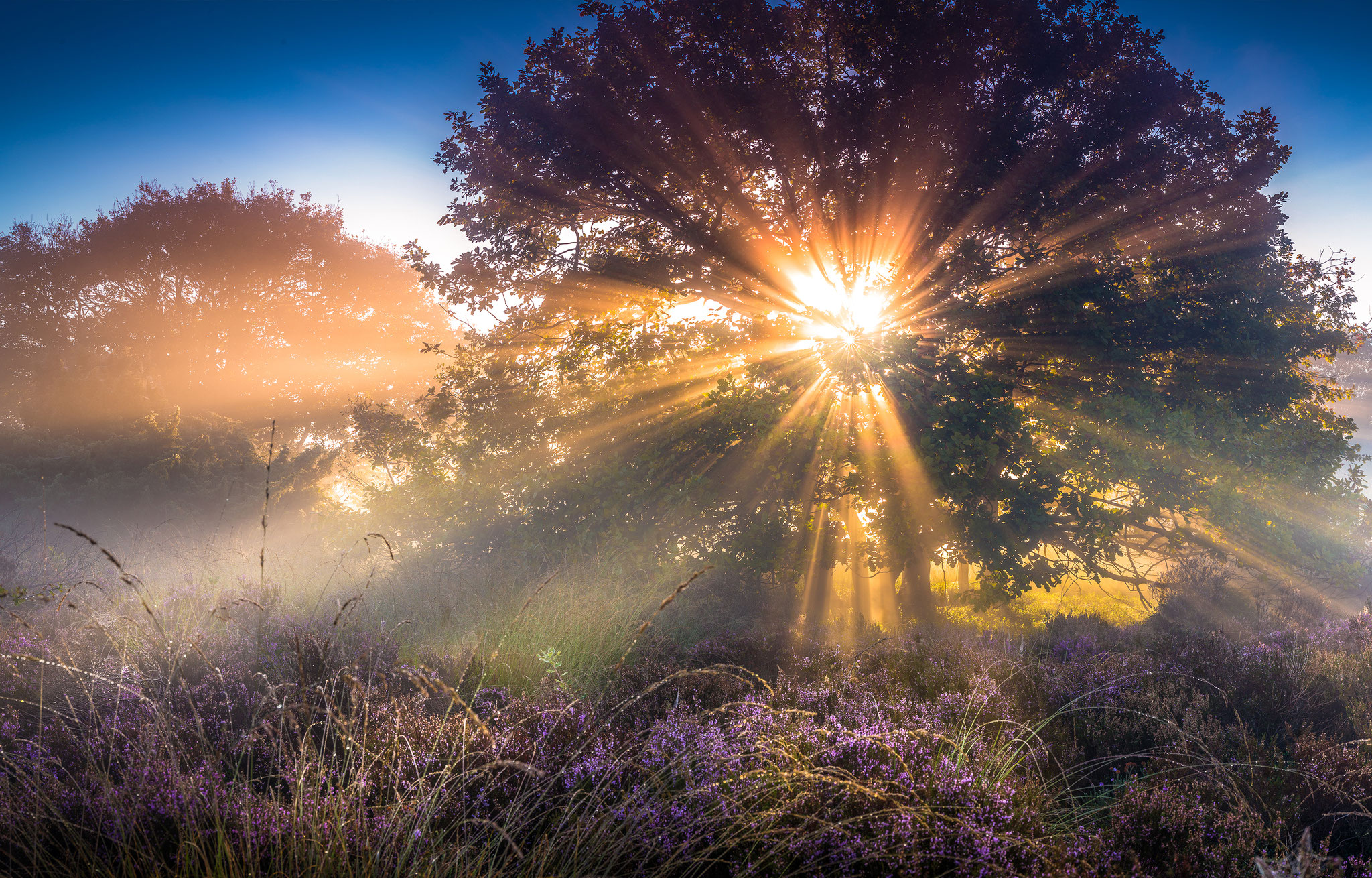 Dutch national park Sallandse heuvelrug, Martijn van Steenbergen, © 2018