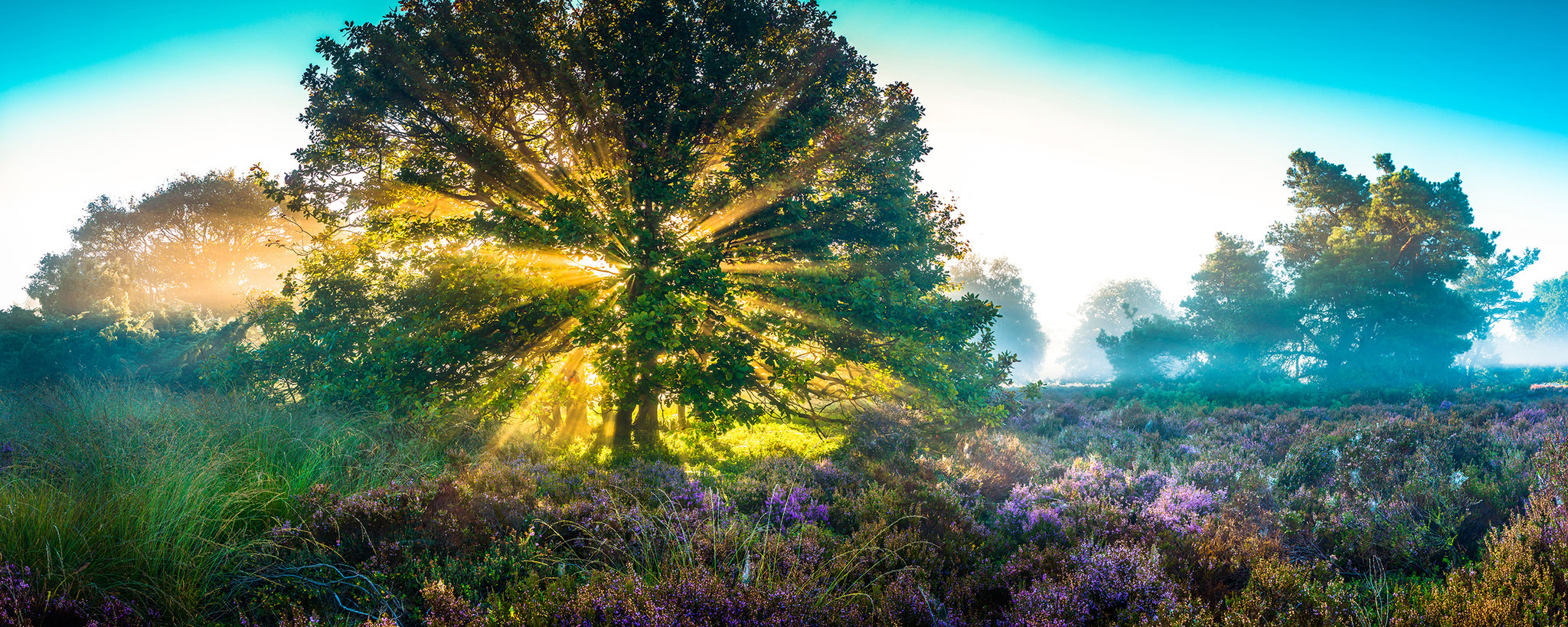 Dutch national park Sallandse heuvelrug, Martijn van Steenbergen, © 2018