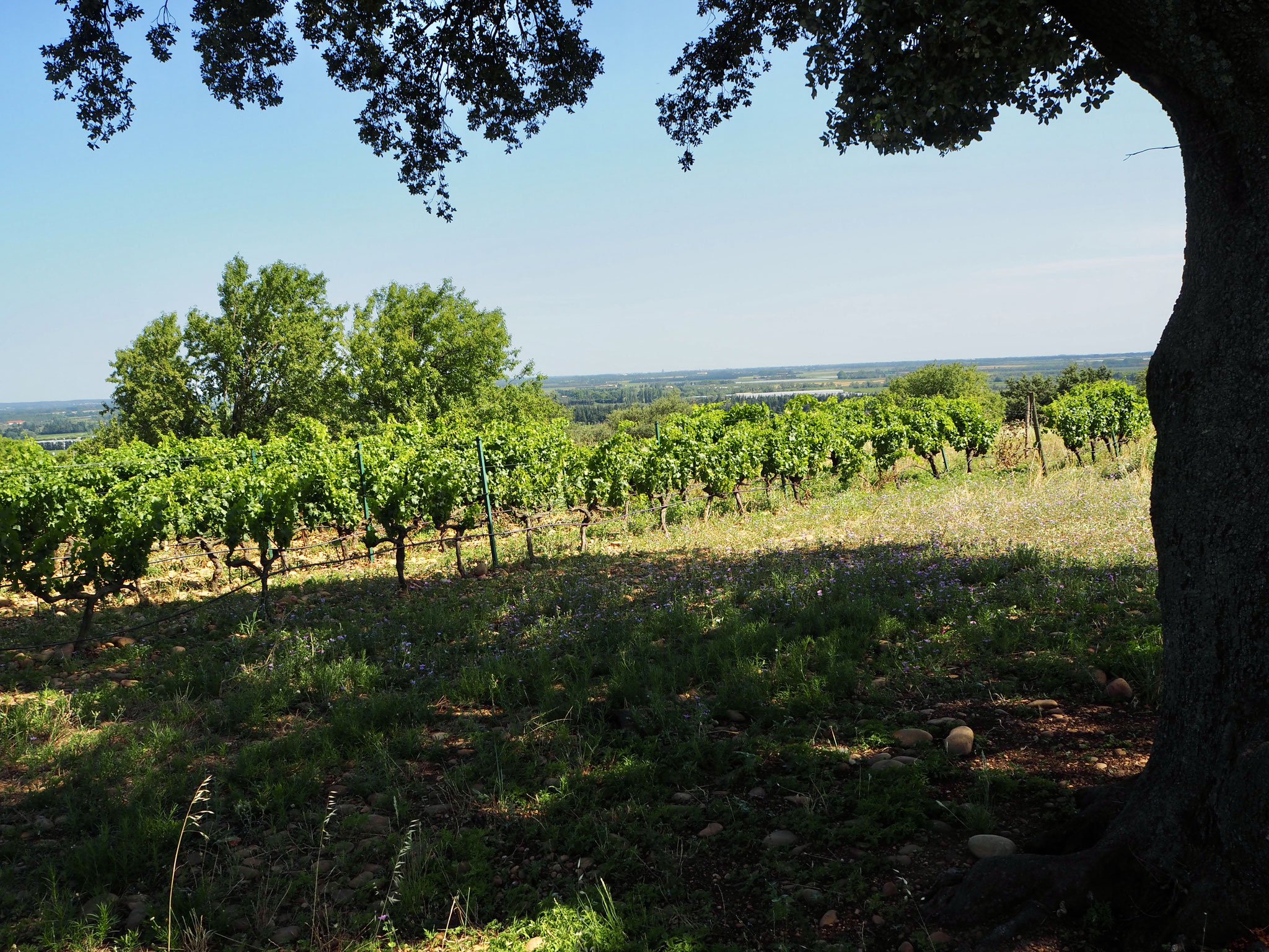 Costières de Nîmes is vrij vlak met een aantal heuvels.