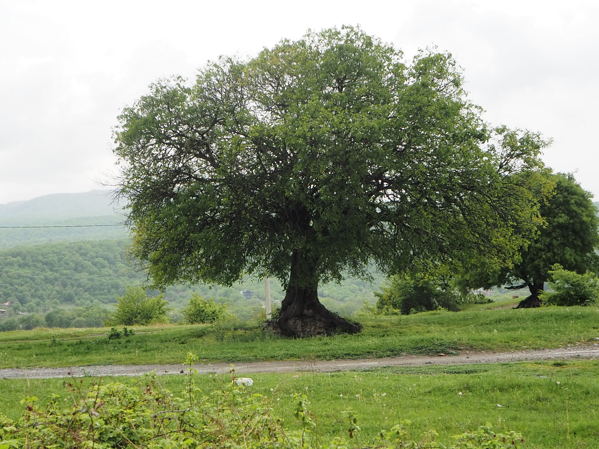 eeuwenoude levensboom