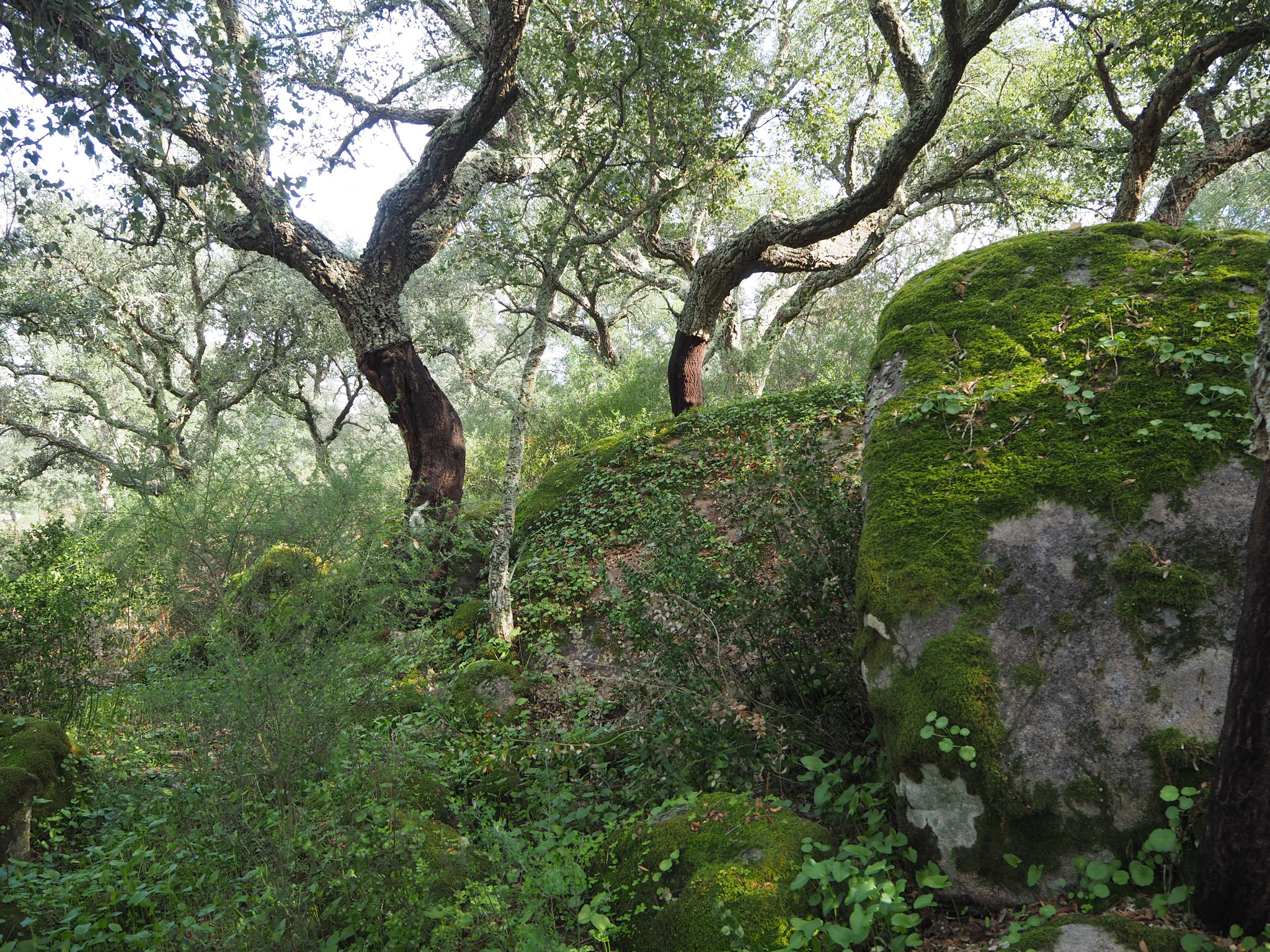 Op een terrein van 800ha staan wijngaarden, kurkeiken en een wild woud.Portugal .