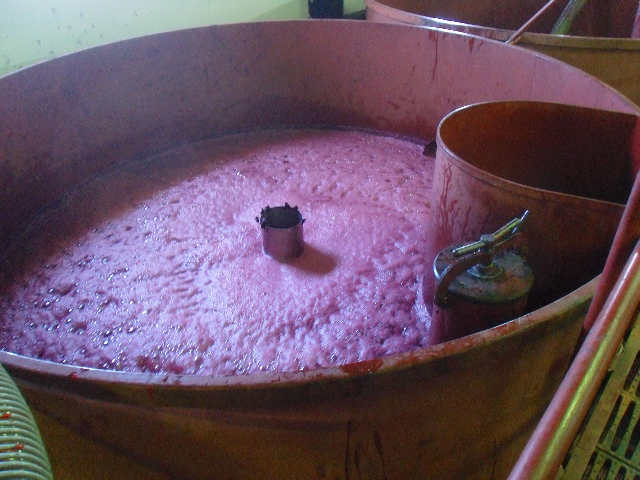 fermenterend druivensap