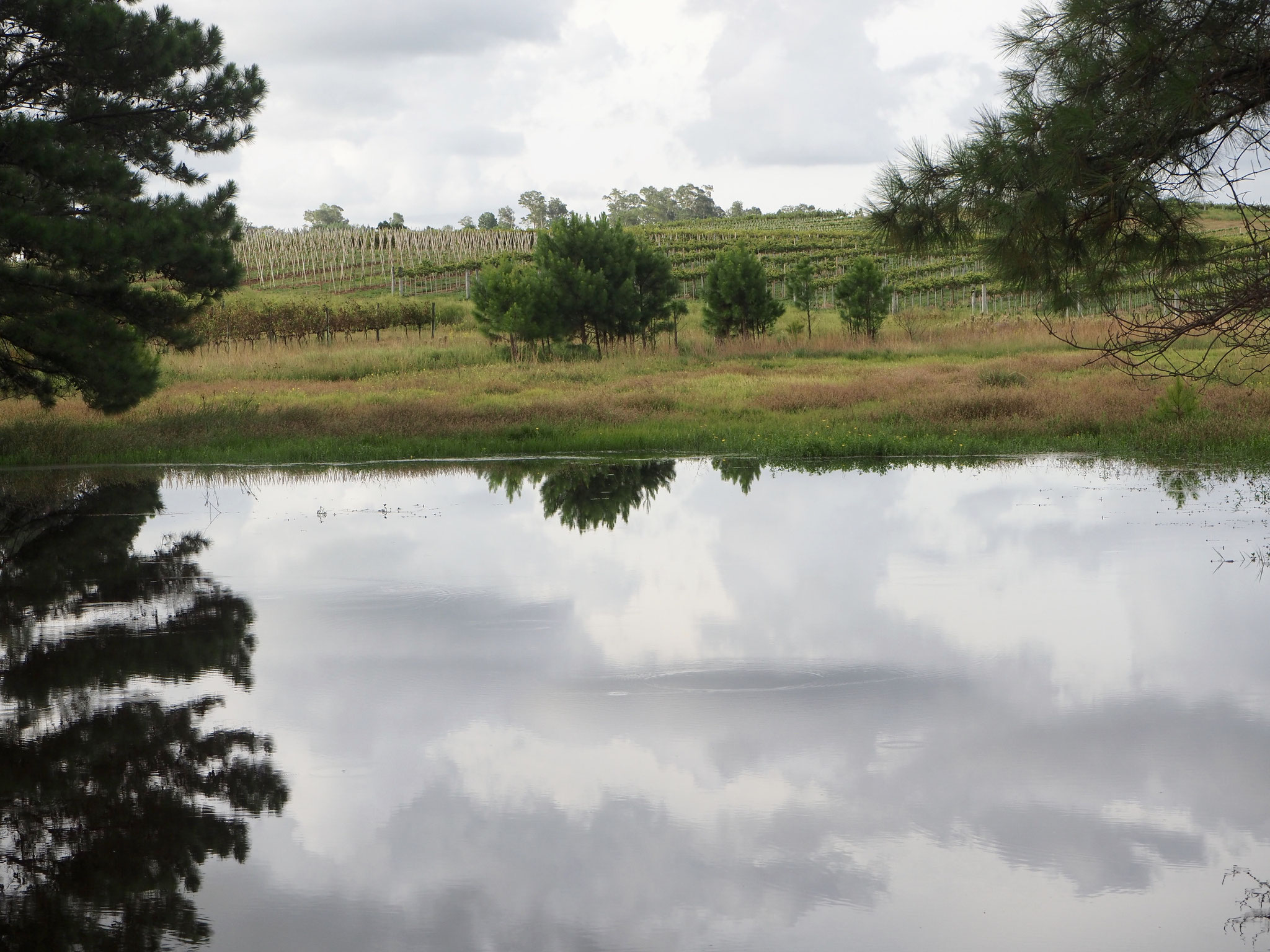 Meer in bodega Cerra Chapeau Uruguay