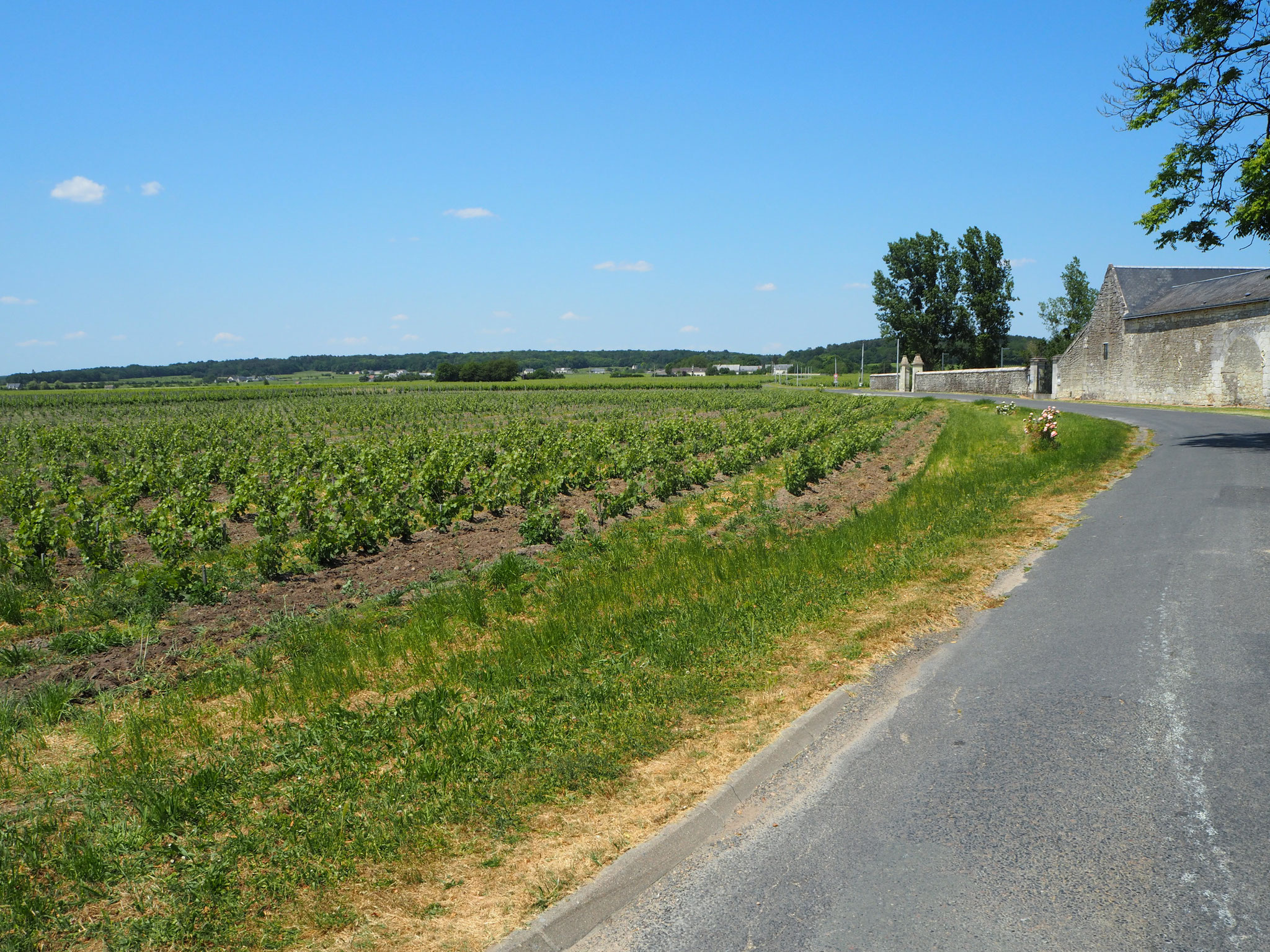 Wijngaarden rond het Chateau