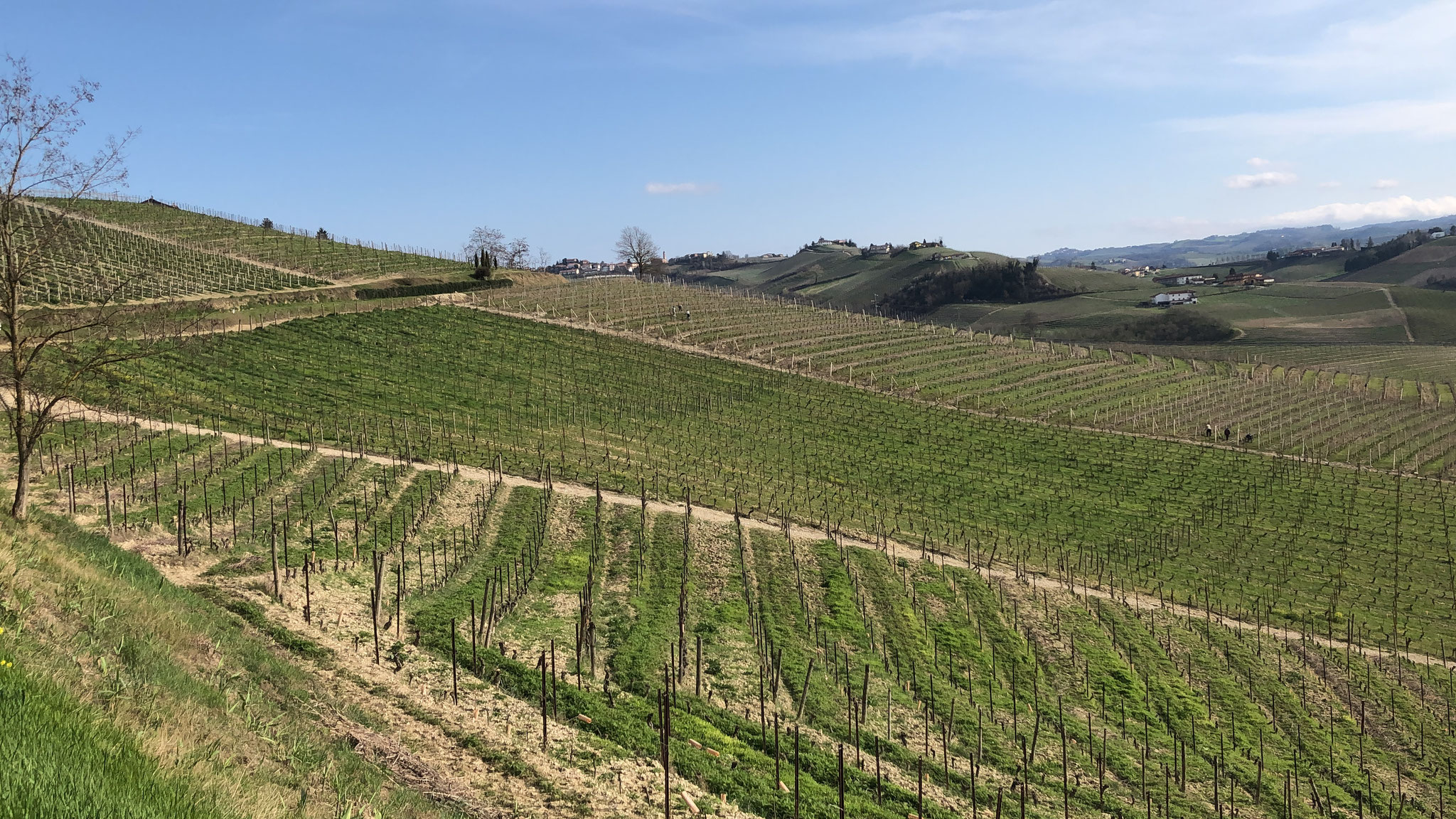 het prachtige Langhe wijngebied van Piemonte