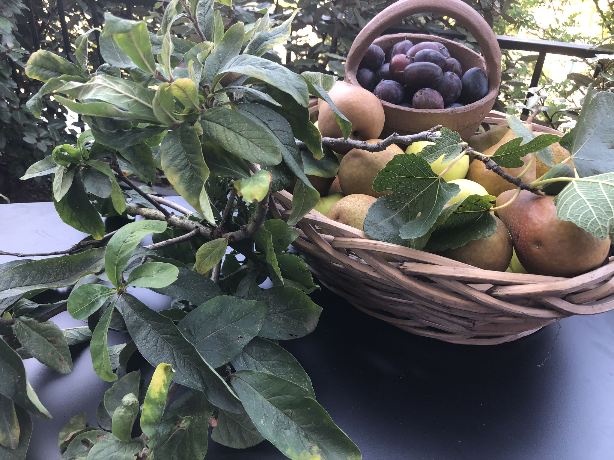 Er staan oa 30 vijgenbomen in de tuin, naast kweepeer en ander fruit.