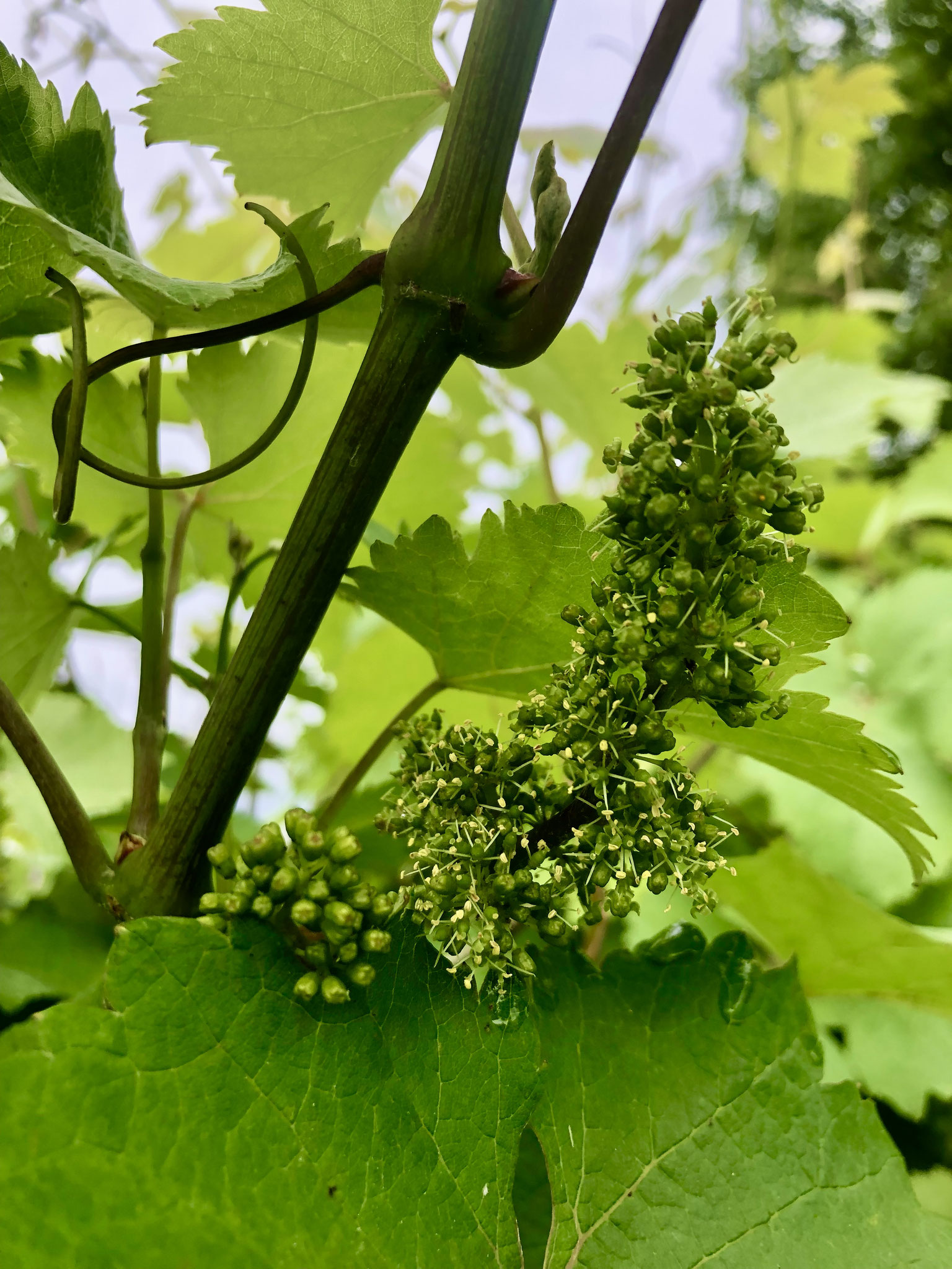 floraison of bloemzetting