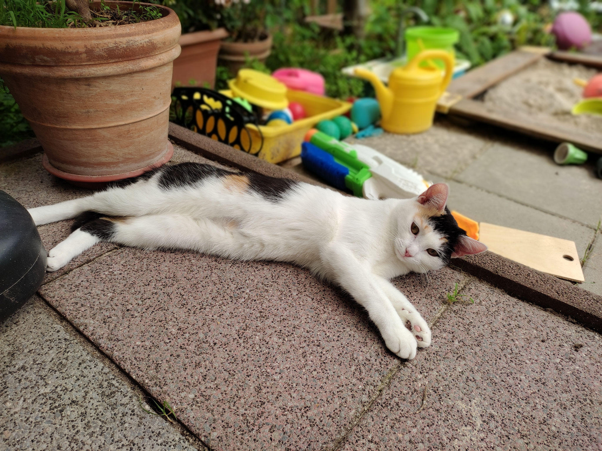 Tigerlilli chillt
