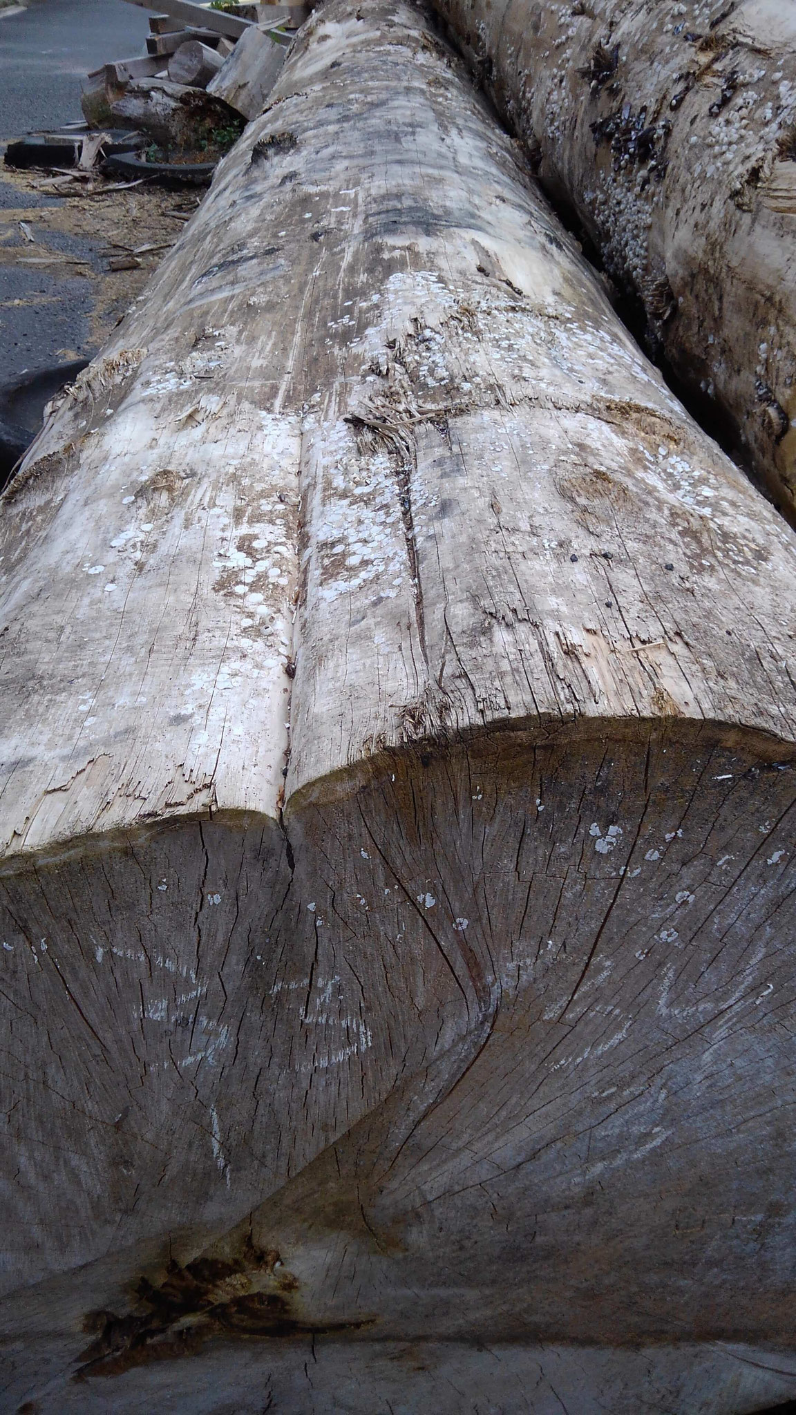 ツイストもなく『選木』クラス