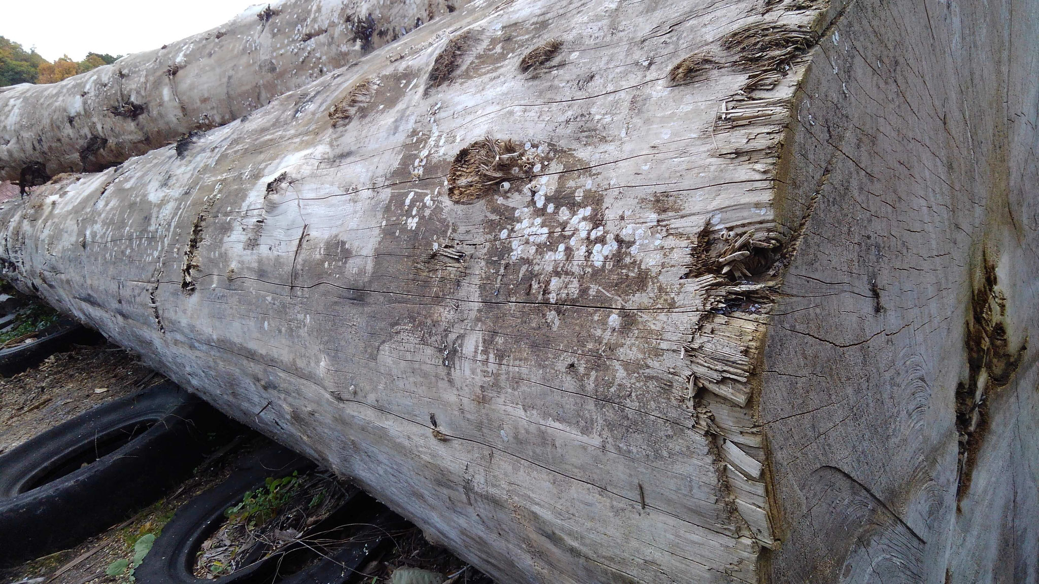 コブがあるが、節はない