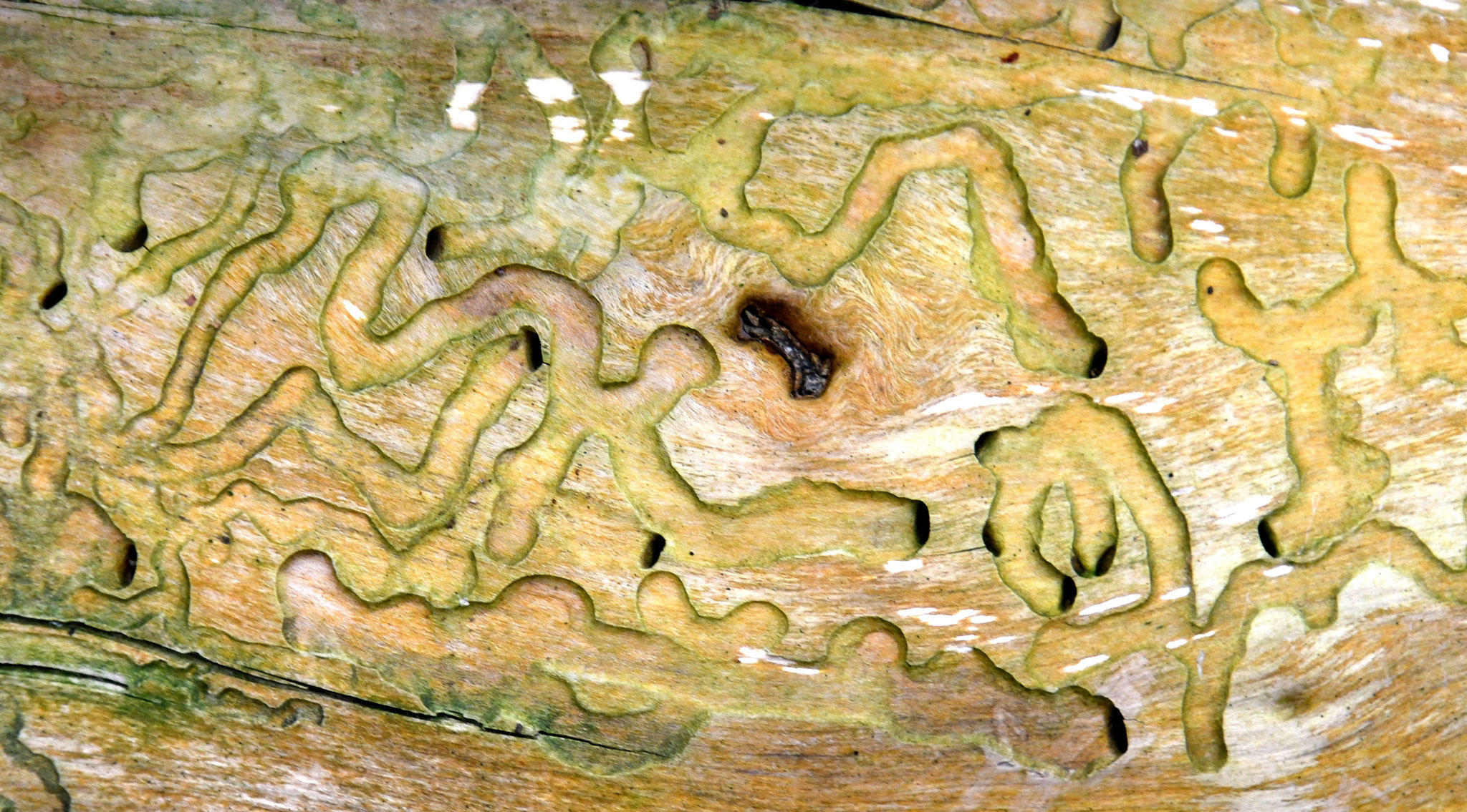 Naturkunst2, Hermann Niehuis-Schwiertz