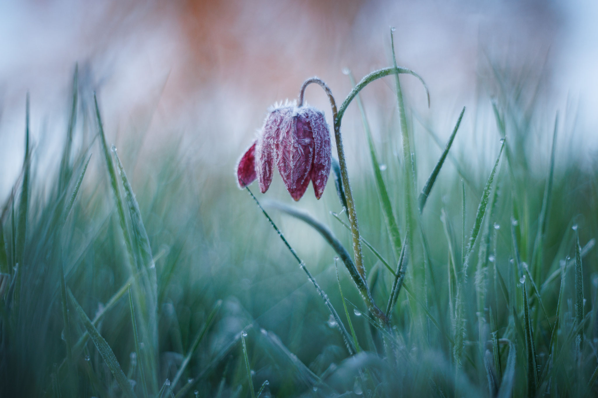 Morgenfrost - Elke Ueber