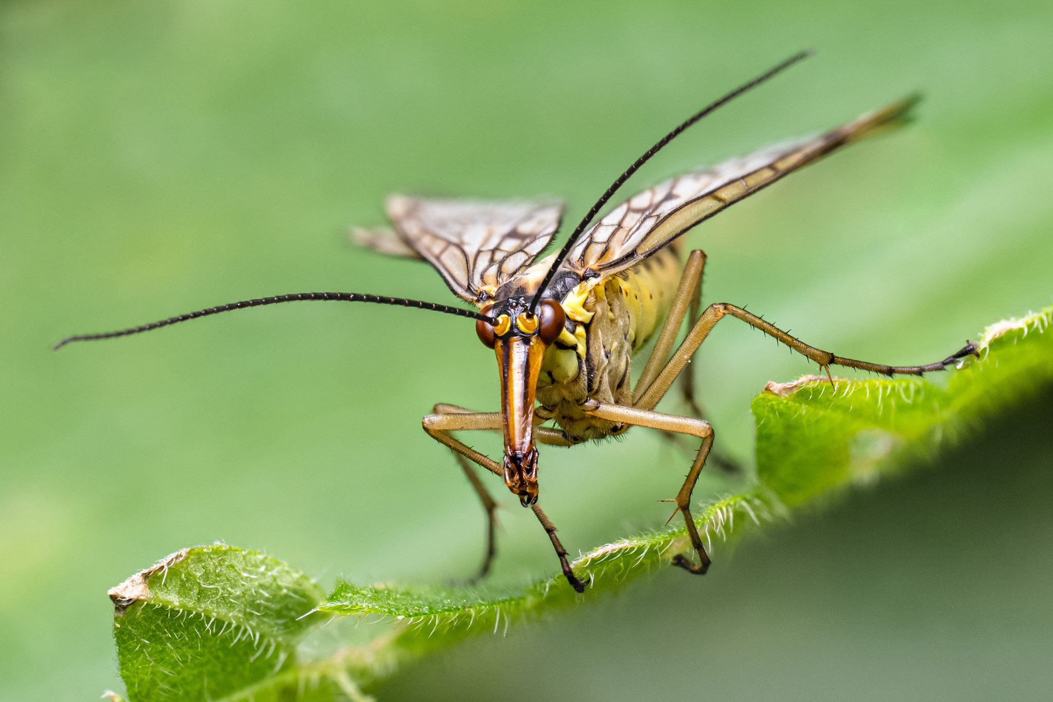 Scorpionsfliege (Panorpidae sp.) - Ingo Heymer