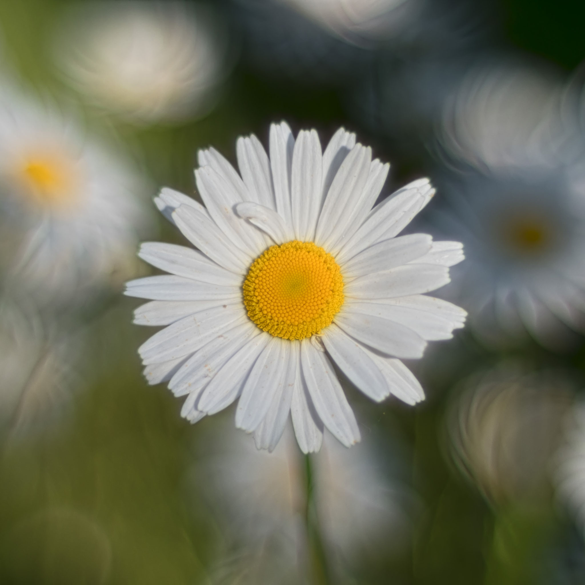 Margerite - Ingo Heymer