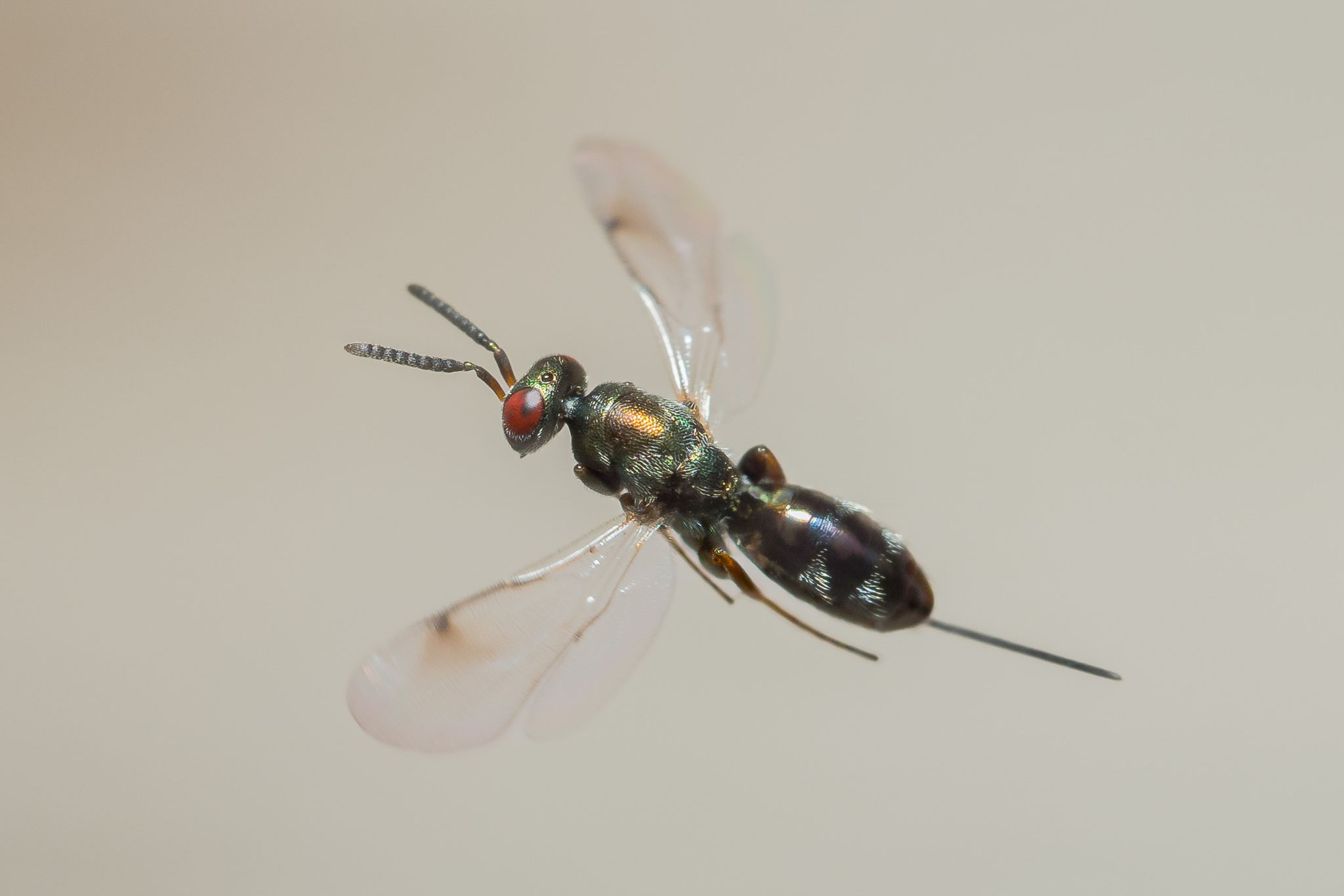 Erzwespe (3-5mm) - Ingo Heymer