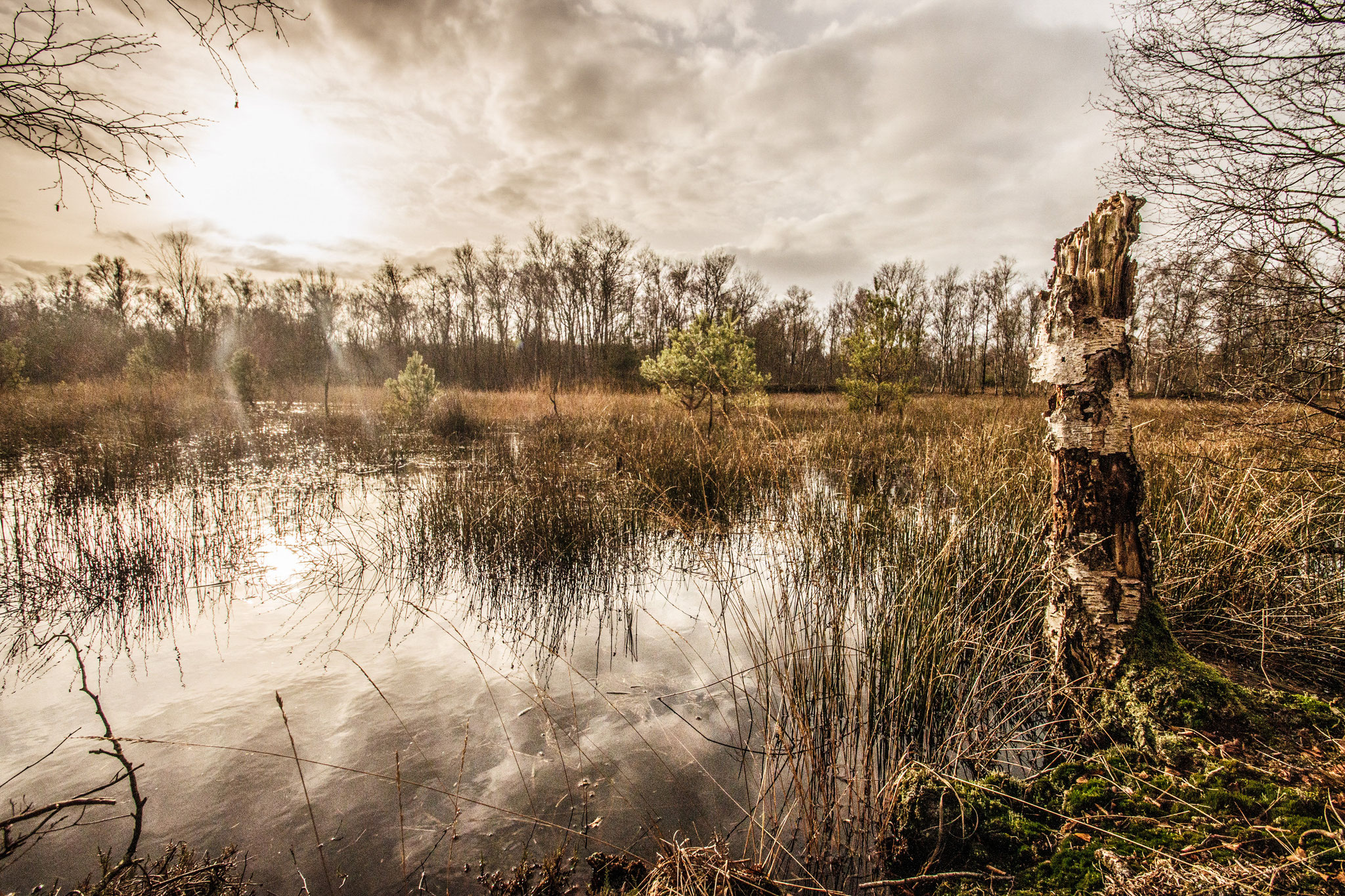 Wittemoor, Tammo G-R