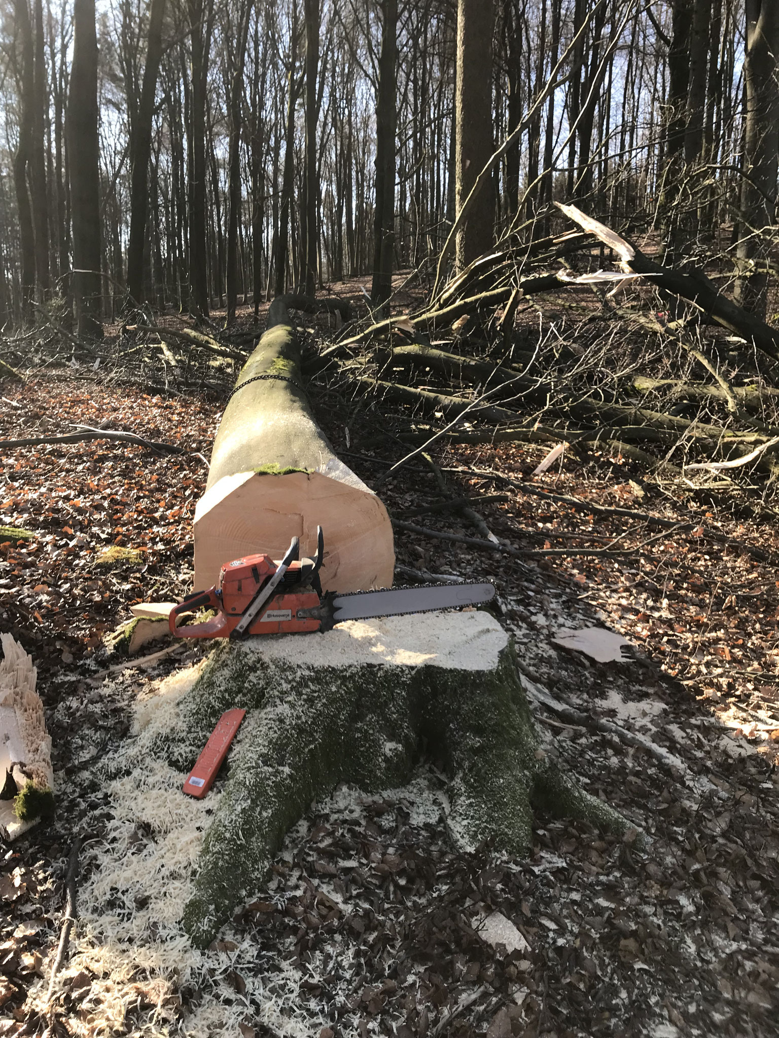 Fällen von Buchen