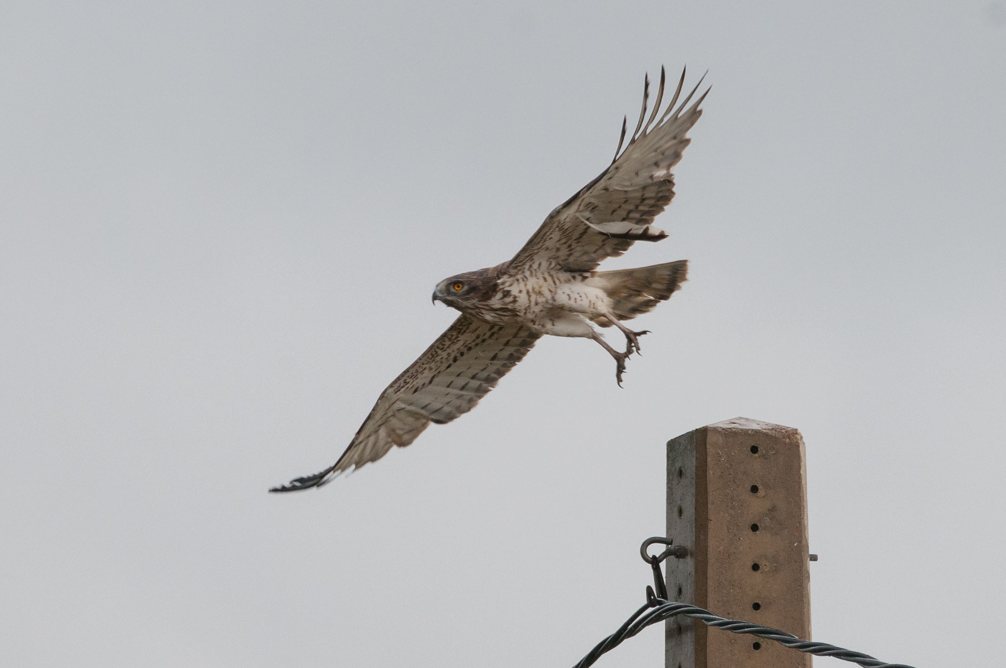 Schlangenadler