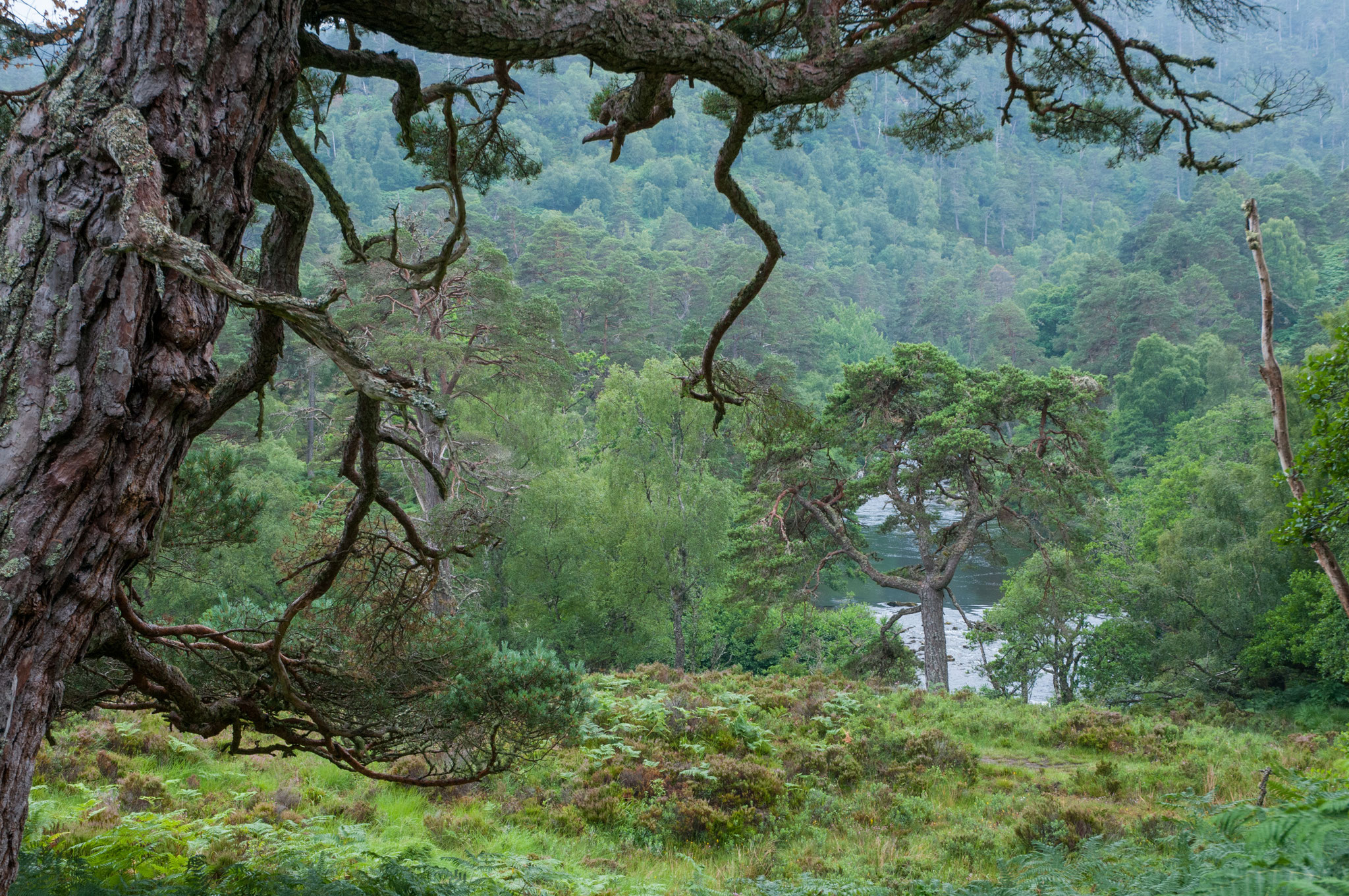 Scotts Pine (Kaledonische Föhre) im Glen Strath Farrer