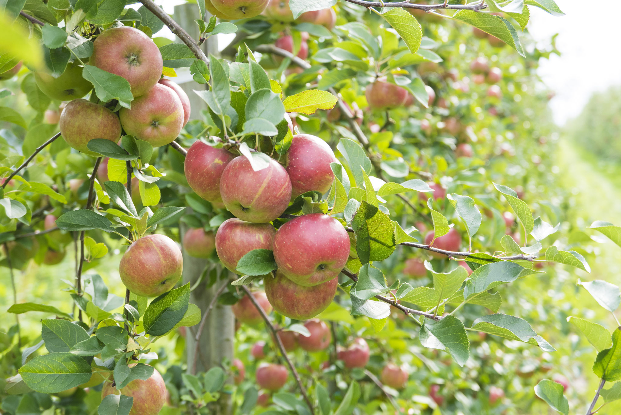 Äpfel selber pflücken auf dem Herzapfelhof - Tut gut!