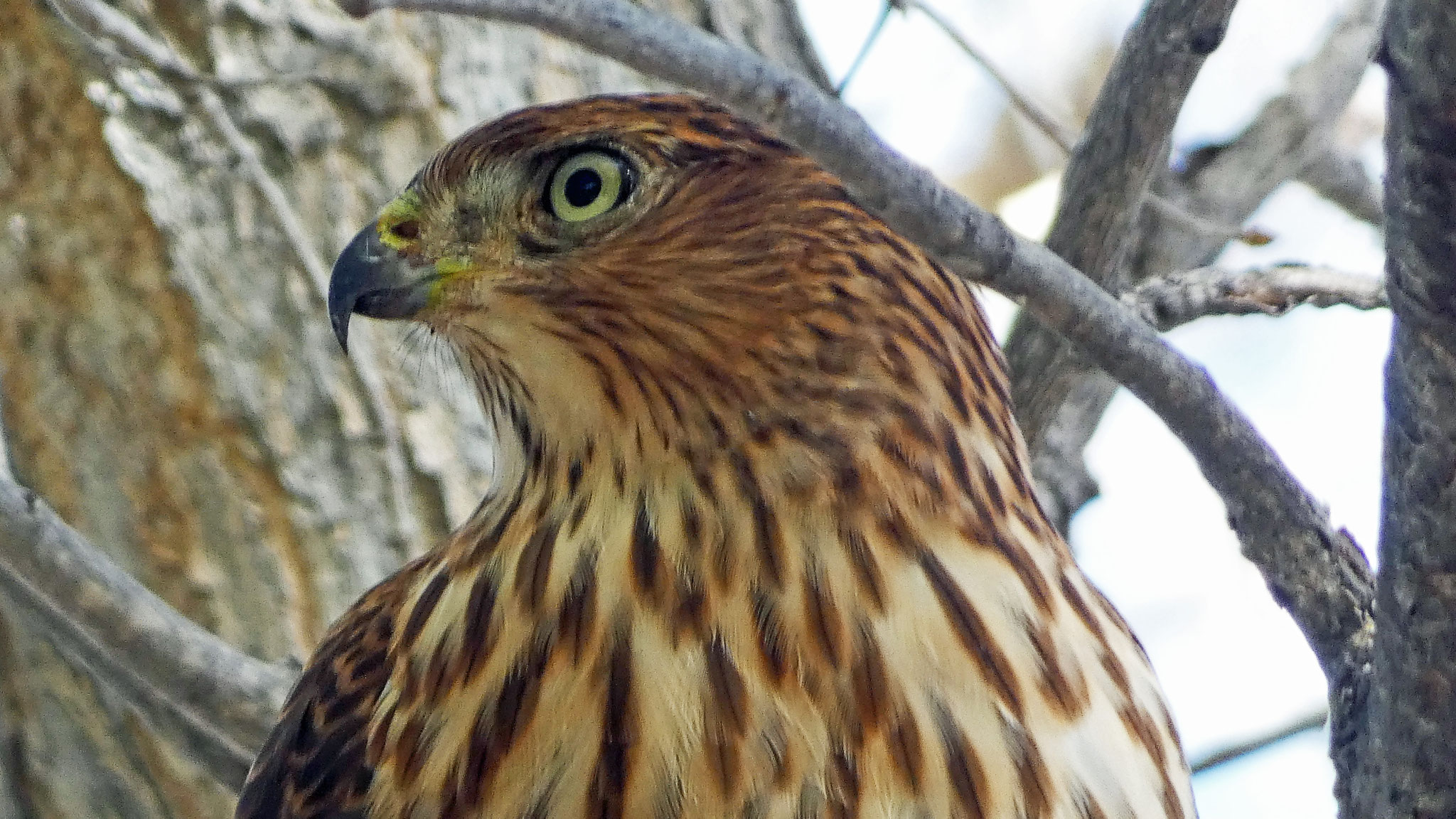Immature, Rio Grande Bosque, Albuquerque, July 2022