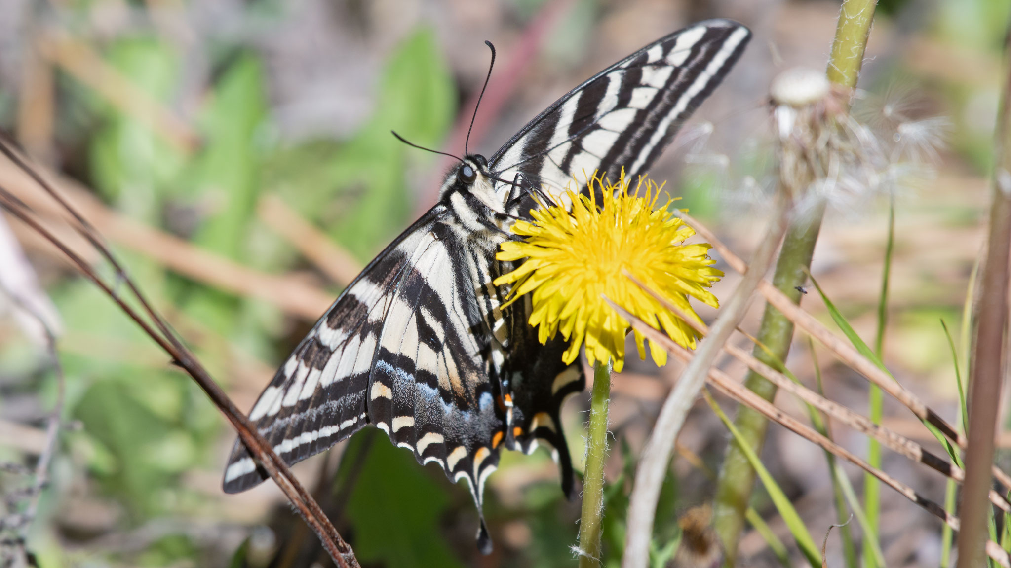 Jemez Mountains, May 2026