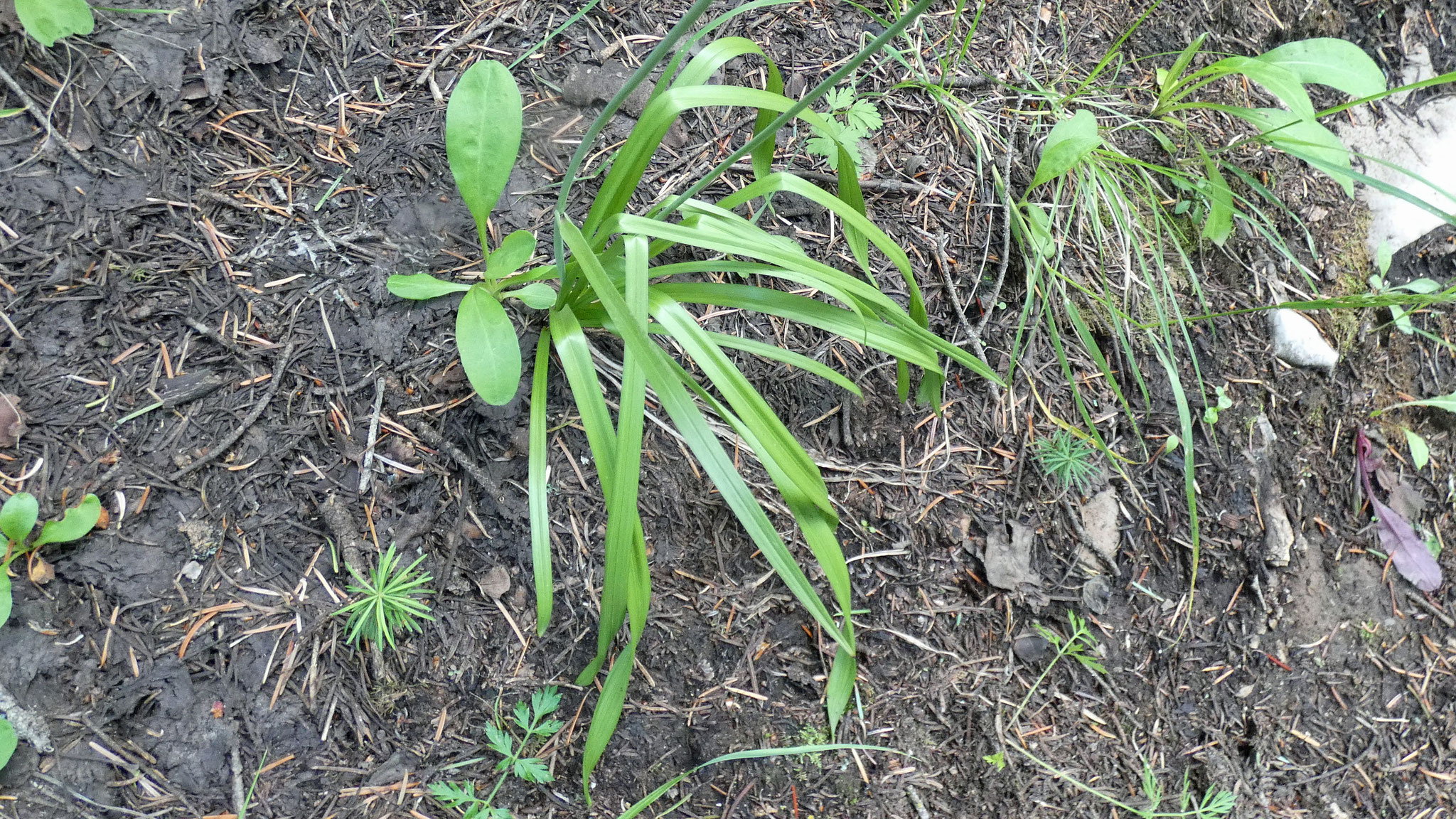 Narrow basal leaves, Upper Sandia Mountains, July 2021