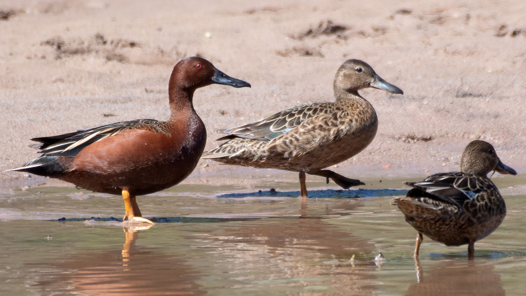Breeding male and females, Rio Grande, Albuquerque, May 2026