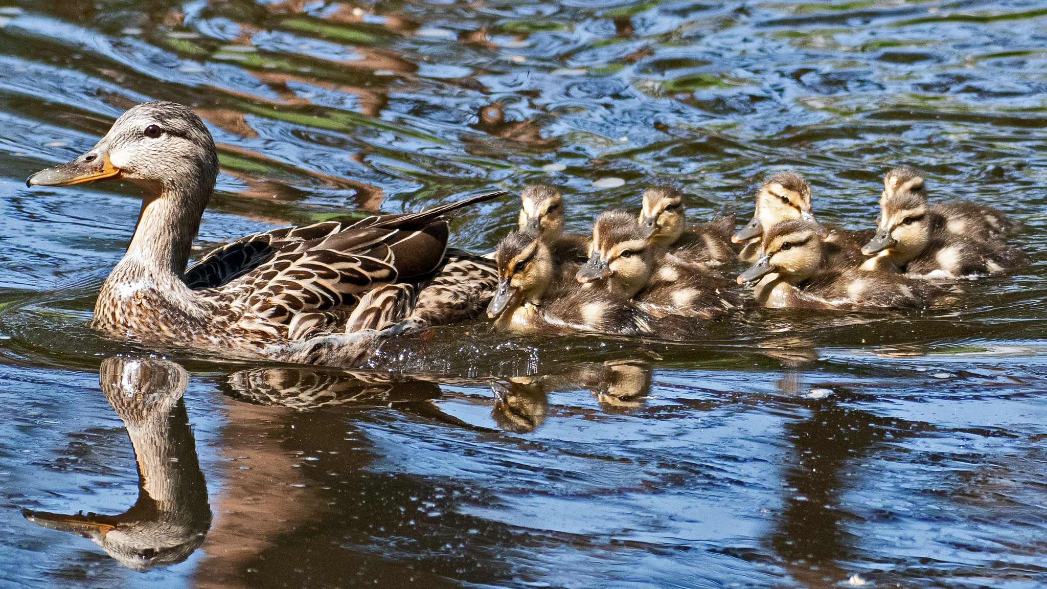 Female with ducklings, UNM duck pond, April 2026