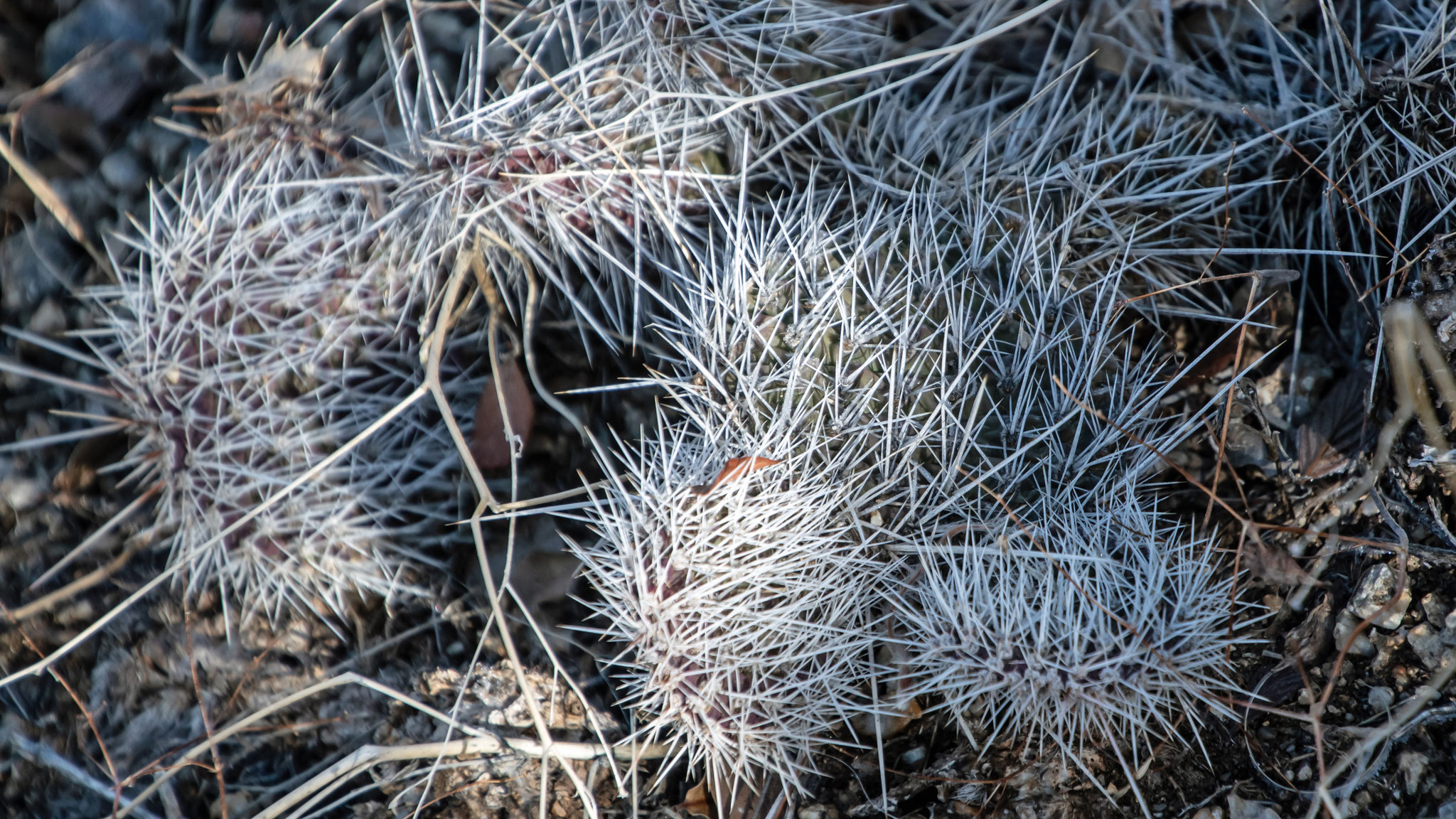 O. polycantha var. polycantha, Sandia Mountain West foothills, January 2024