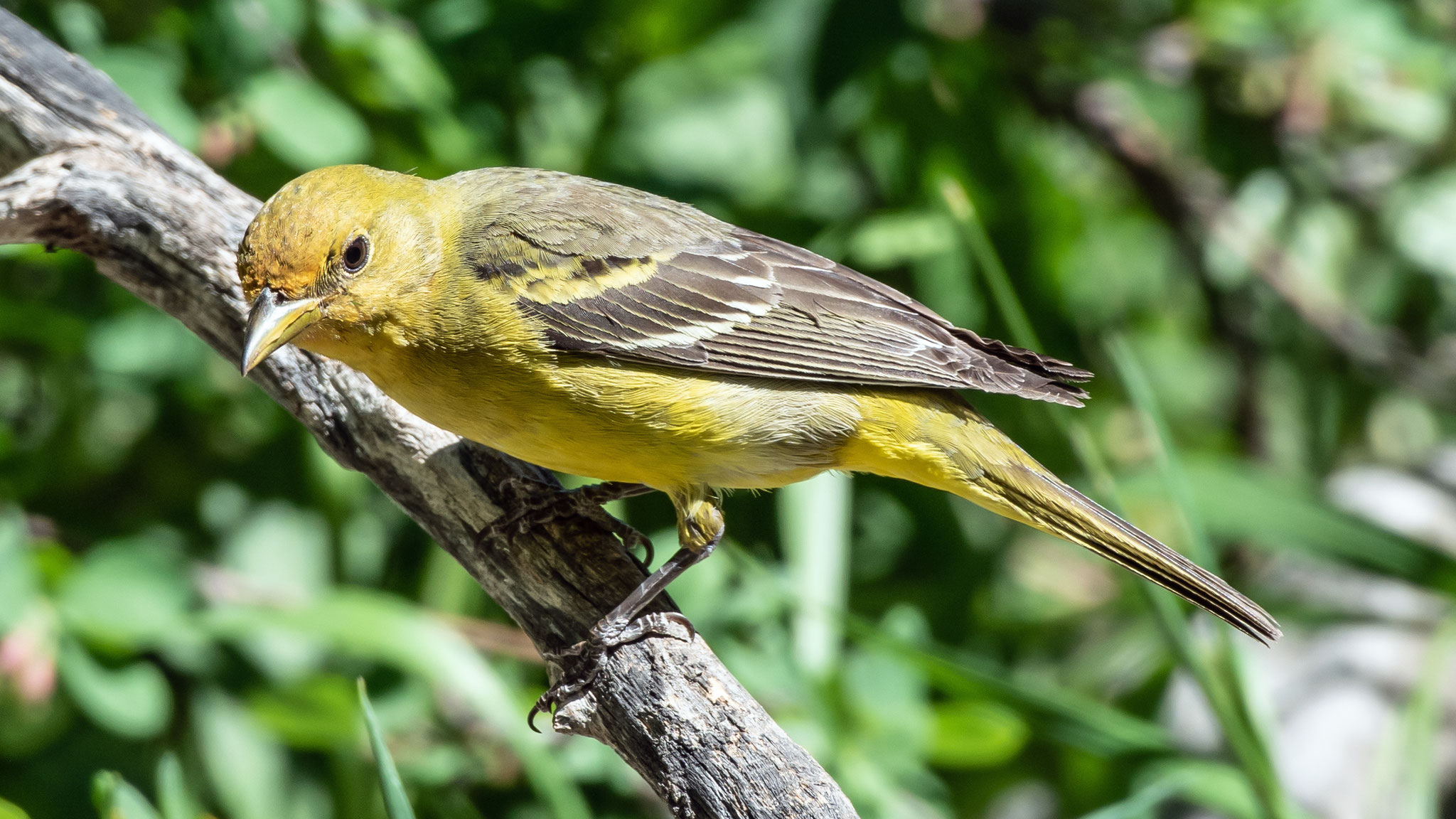 Female, Sandia Mountains, June 2023